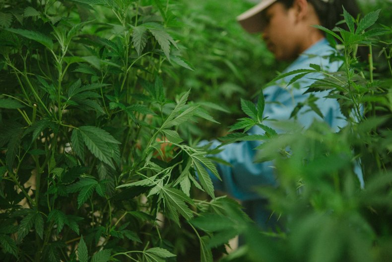 Inside a cannabis cultivation center 