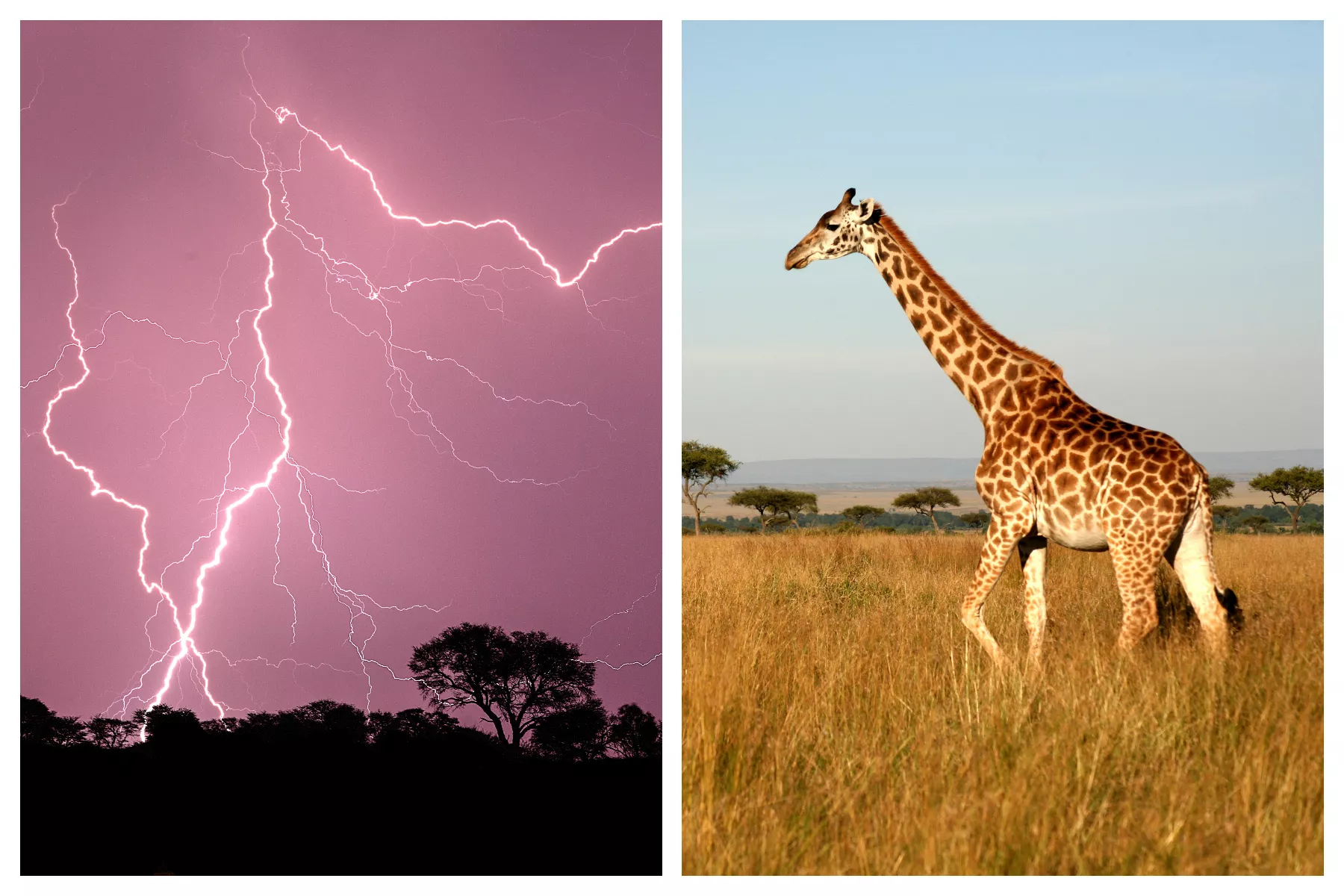 A Giraffe Was Killed by Lightning. Predators Refused To Feast for Two Days - Vimarsana News