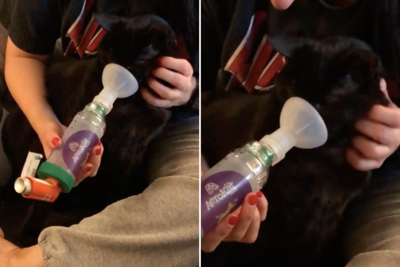 Asthmatic cat receives medication