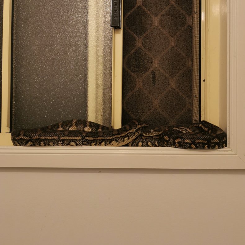 Snake curled up in bathroom.