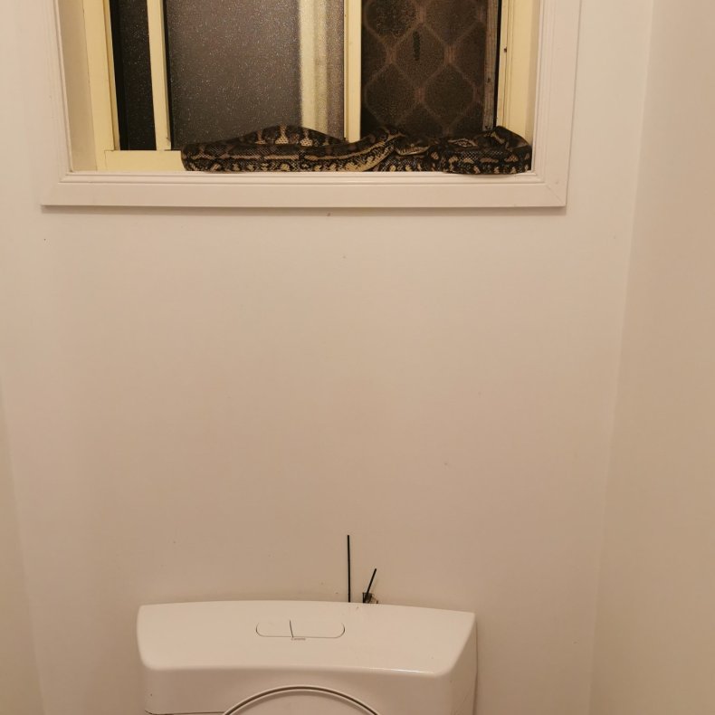 Snake curled up in bathroom.
