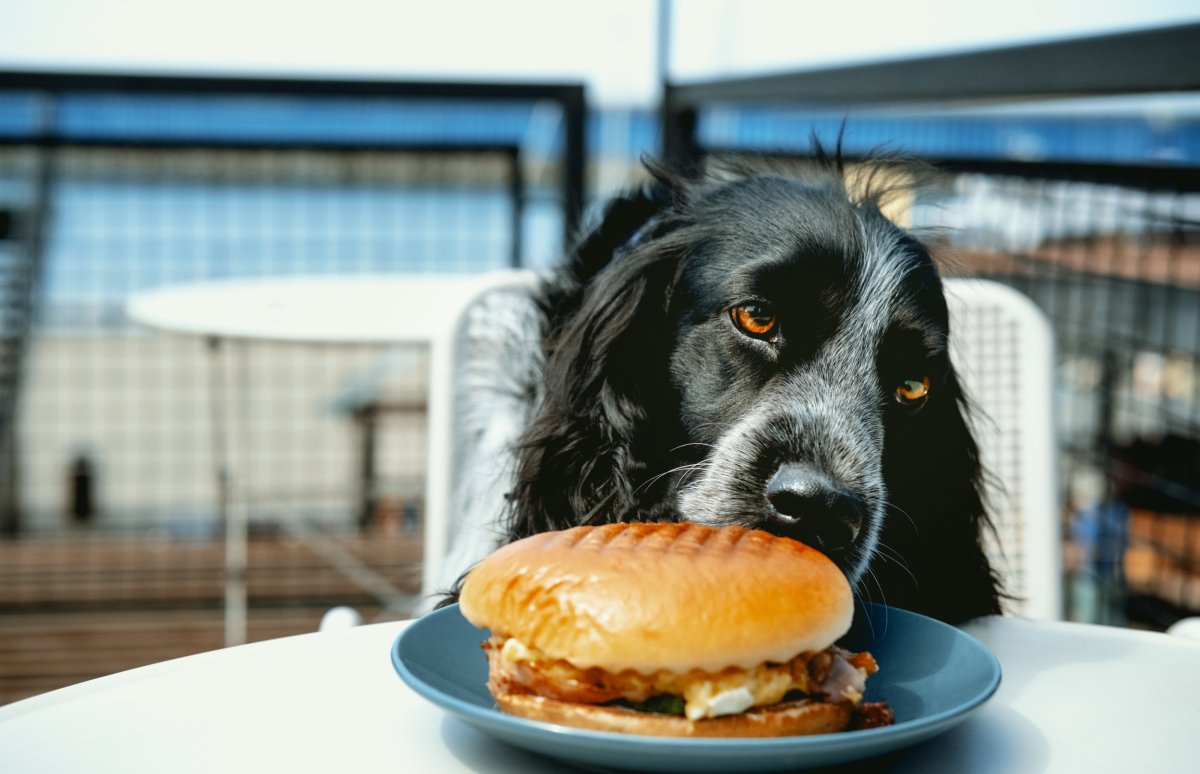A dog enjoying a burger