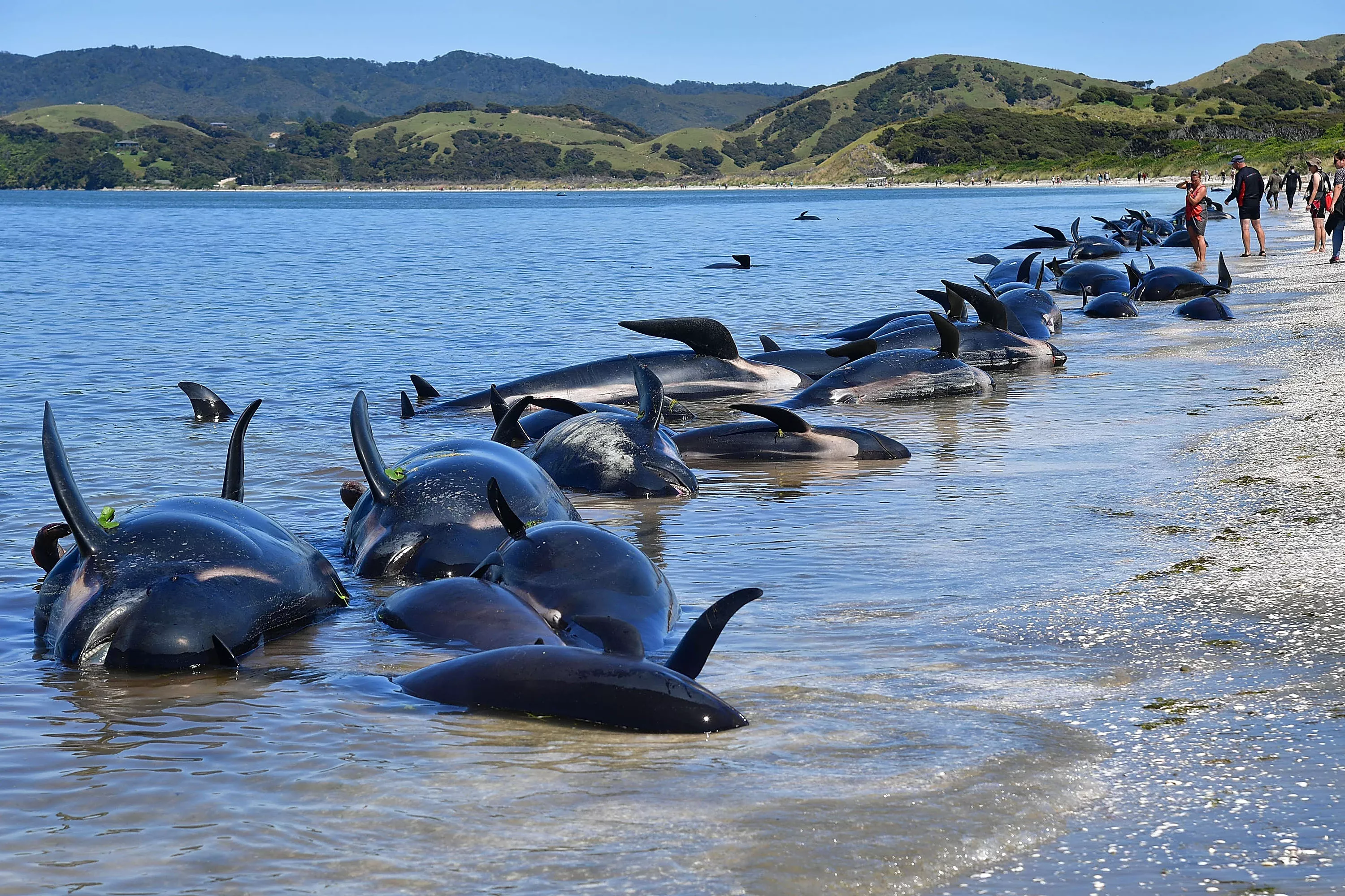 Island of Death Circled by Sharks Has Seen 4,000 Whales Perish in 120 Years - Vimarsana News