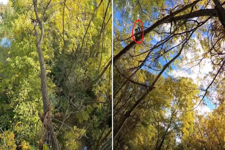 Photo of FatCat stuck in a tree.