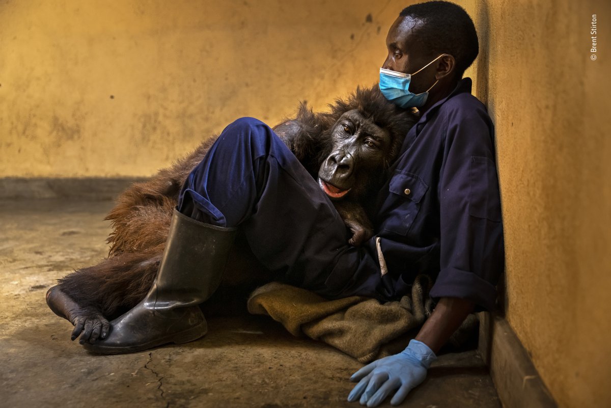 The last moments of an orphaned gorilla