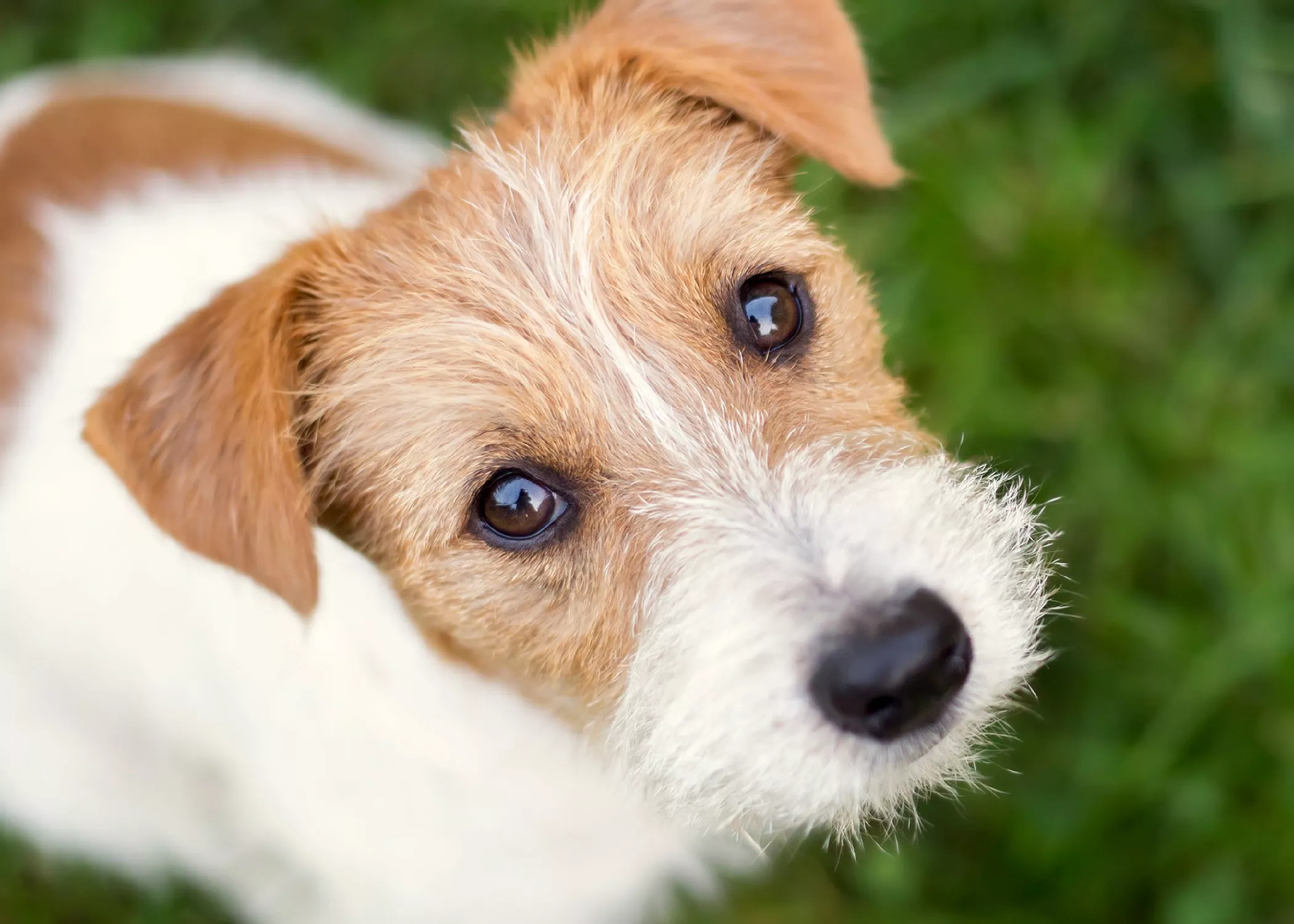 Man Wins Battle to Get Back Dog That Bit Woman After 170k Sign Petition - Vimarsana News