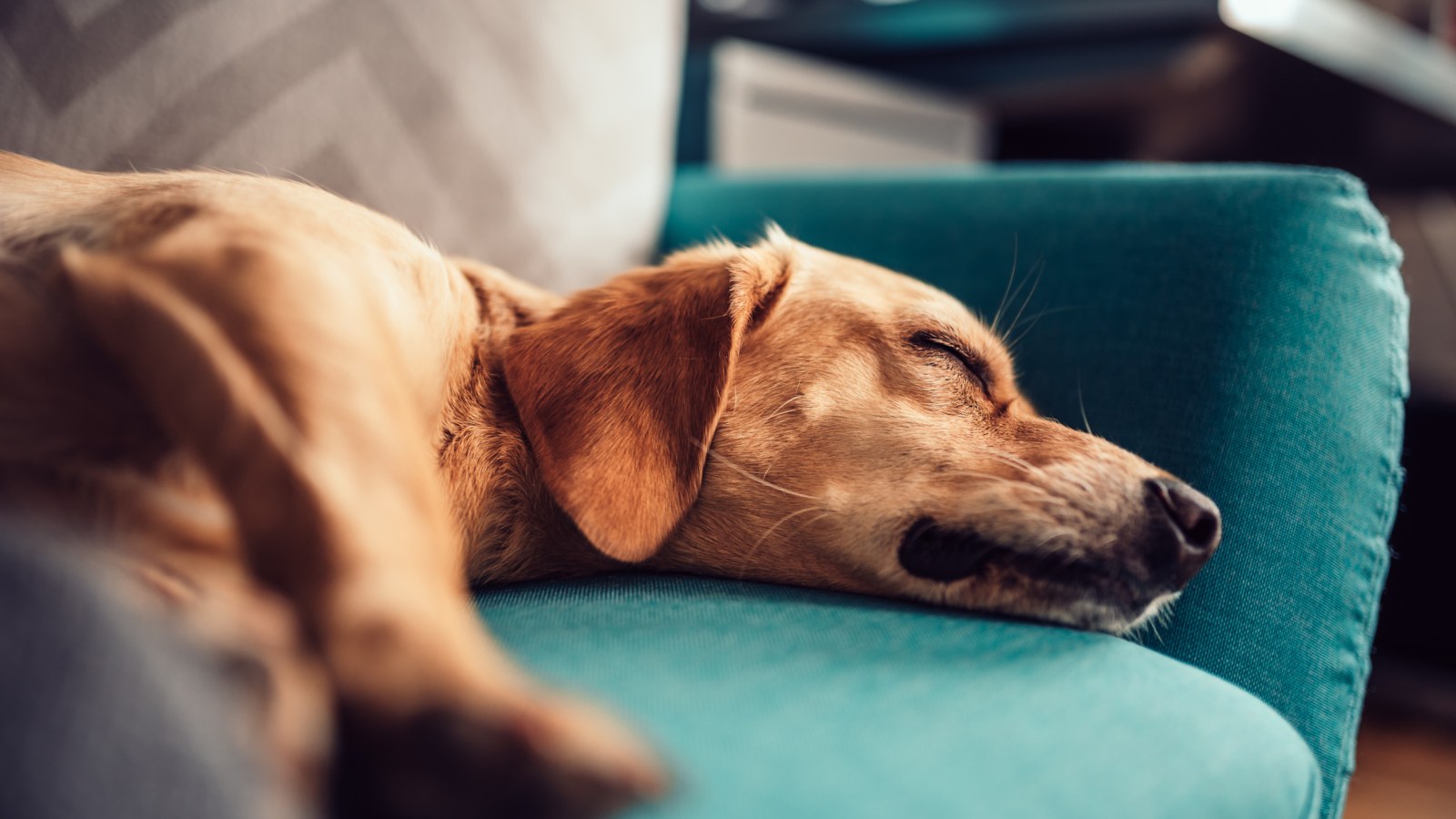 Can Dogs Legs Fall Asleep