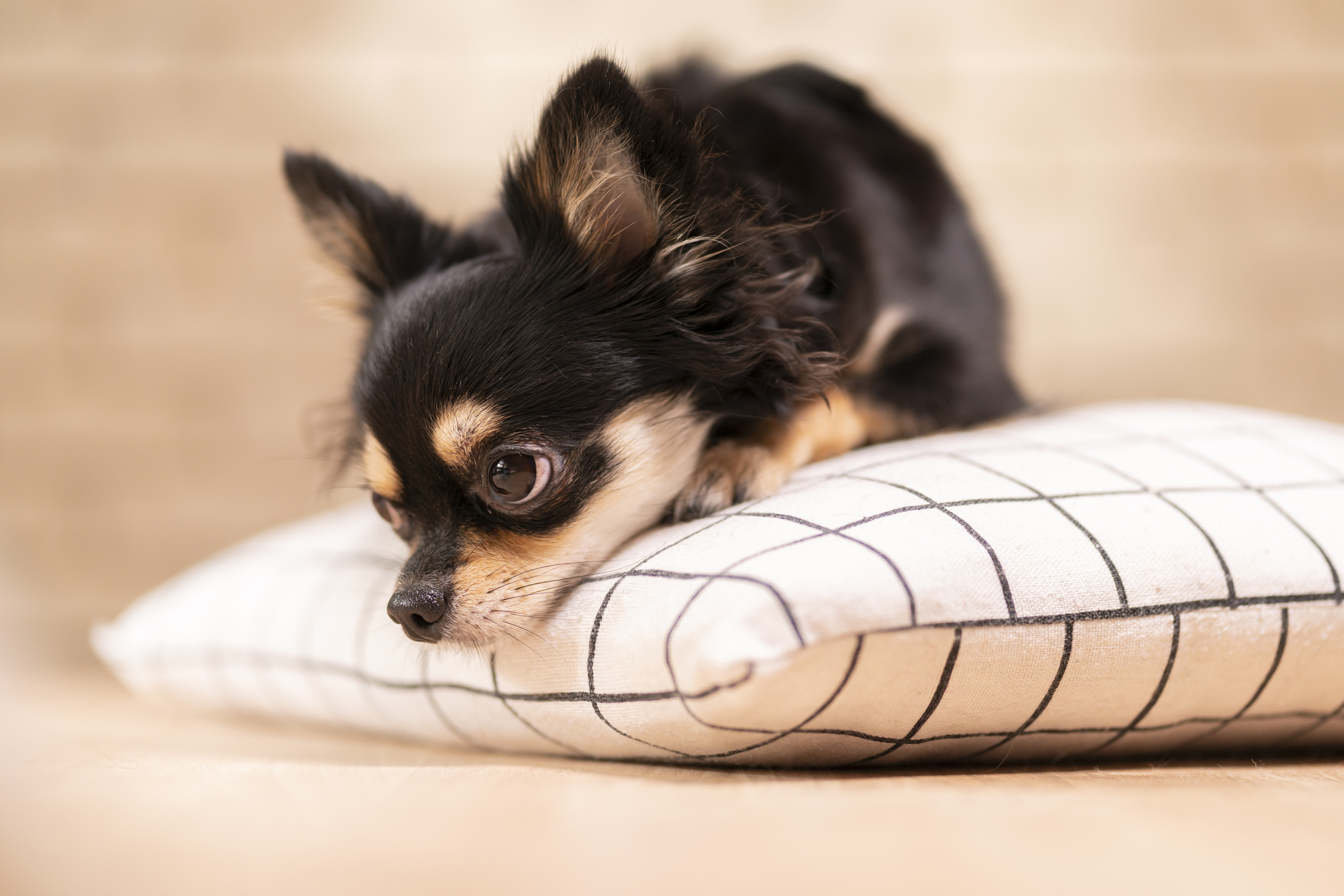 Dog chew stuck to hot sale floor