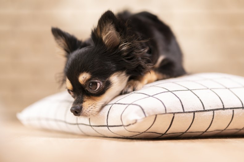 Sad-looking chihuahua puppy lying on pillow