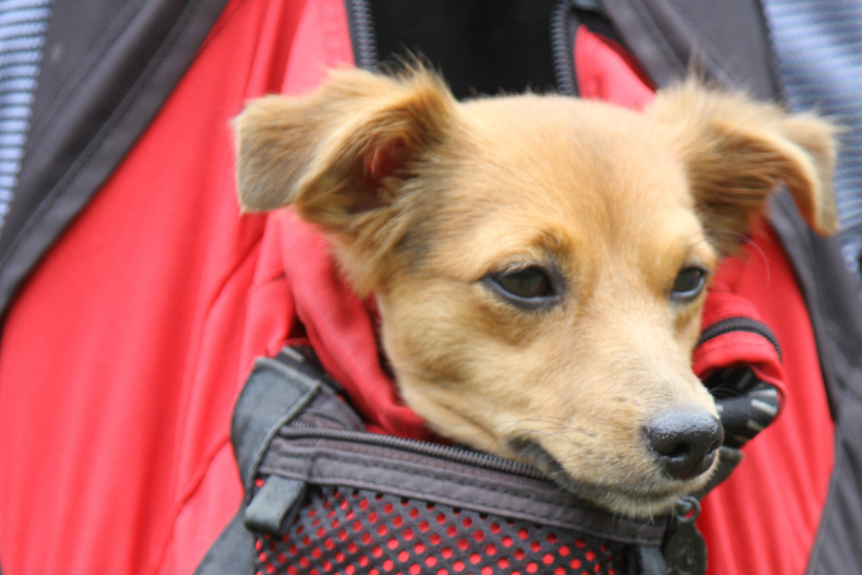 A small dog riding in a backpack