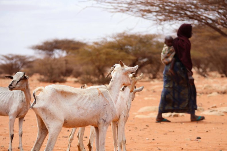 Struggling livestock goats and farmer