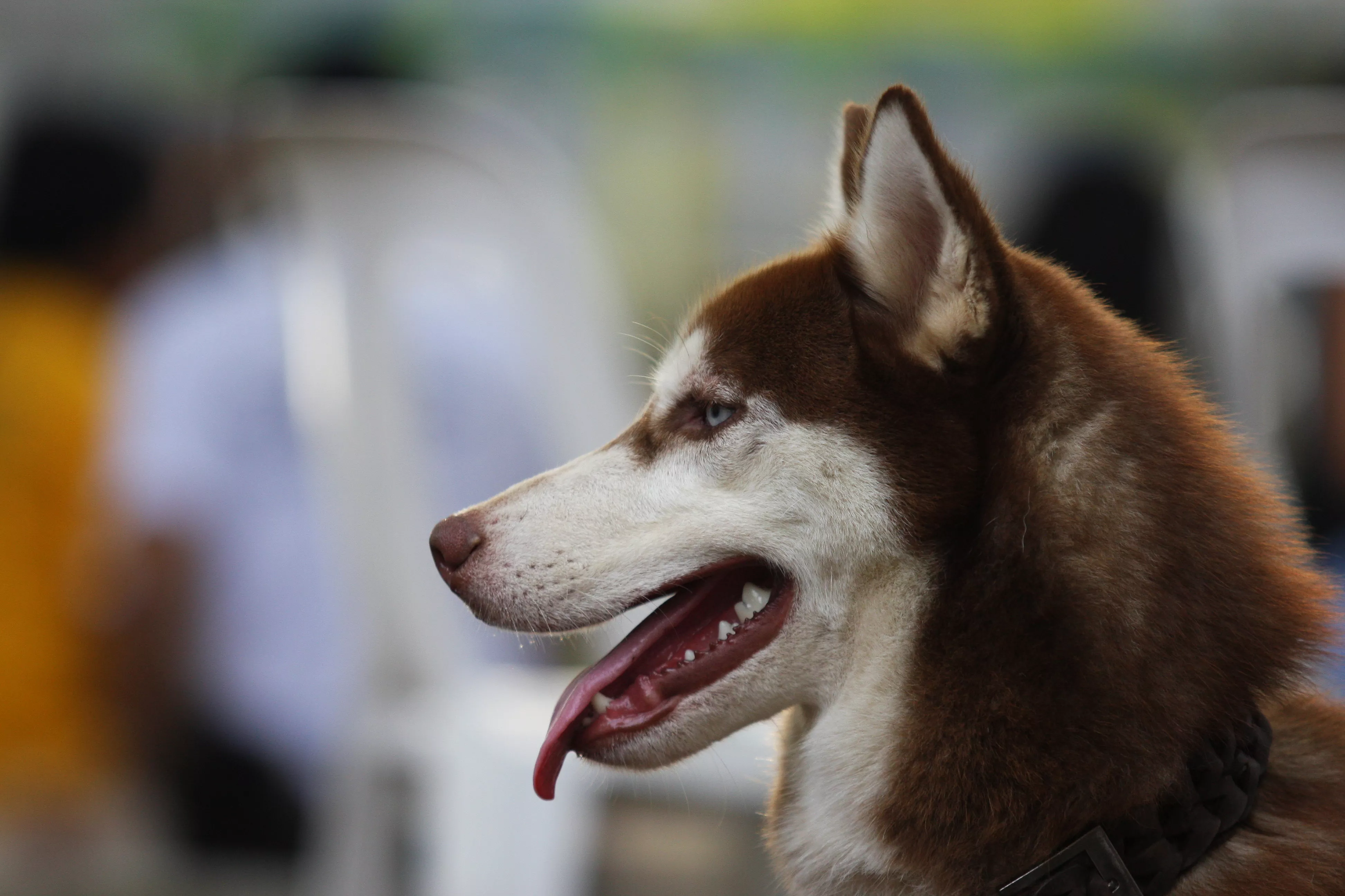 Man Shocked to Find Dog Poisoned by Meth While on Walk - Vimarsana News