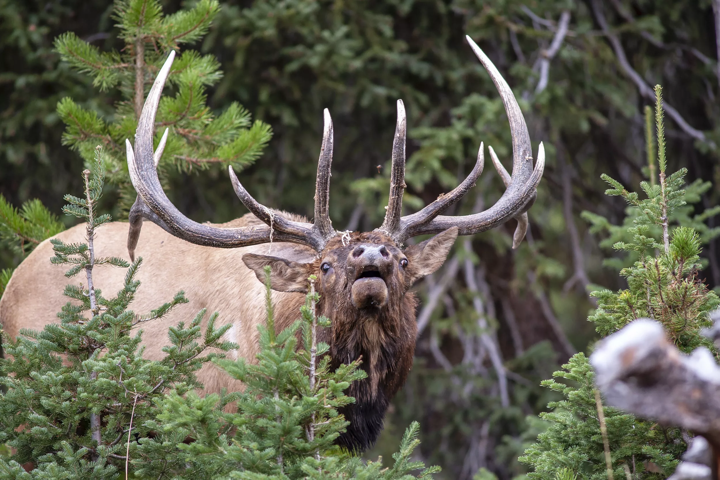 Deer Tramples Utah Family's Dog to Death in Backyard in Unprovoked Attack - Vimarsana News