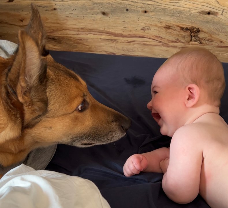 TikTok Baby And Dog 