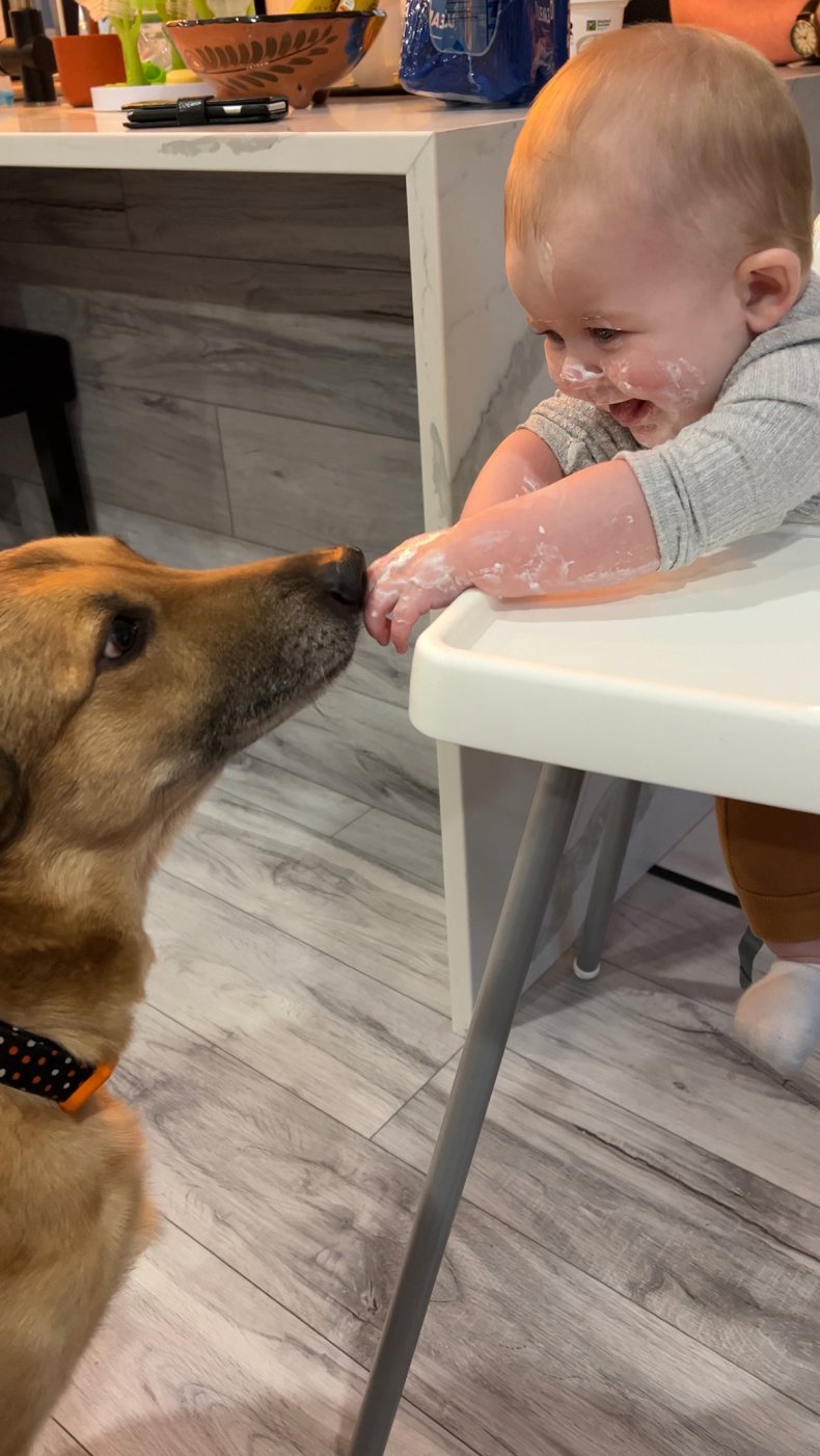 TikTok Baby And Dog 