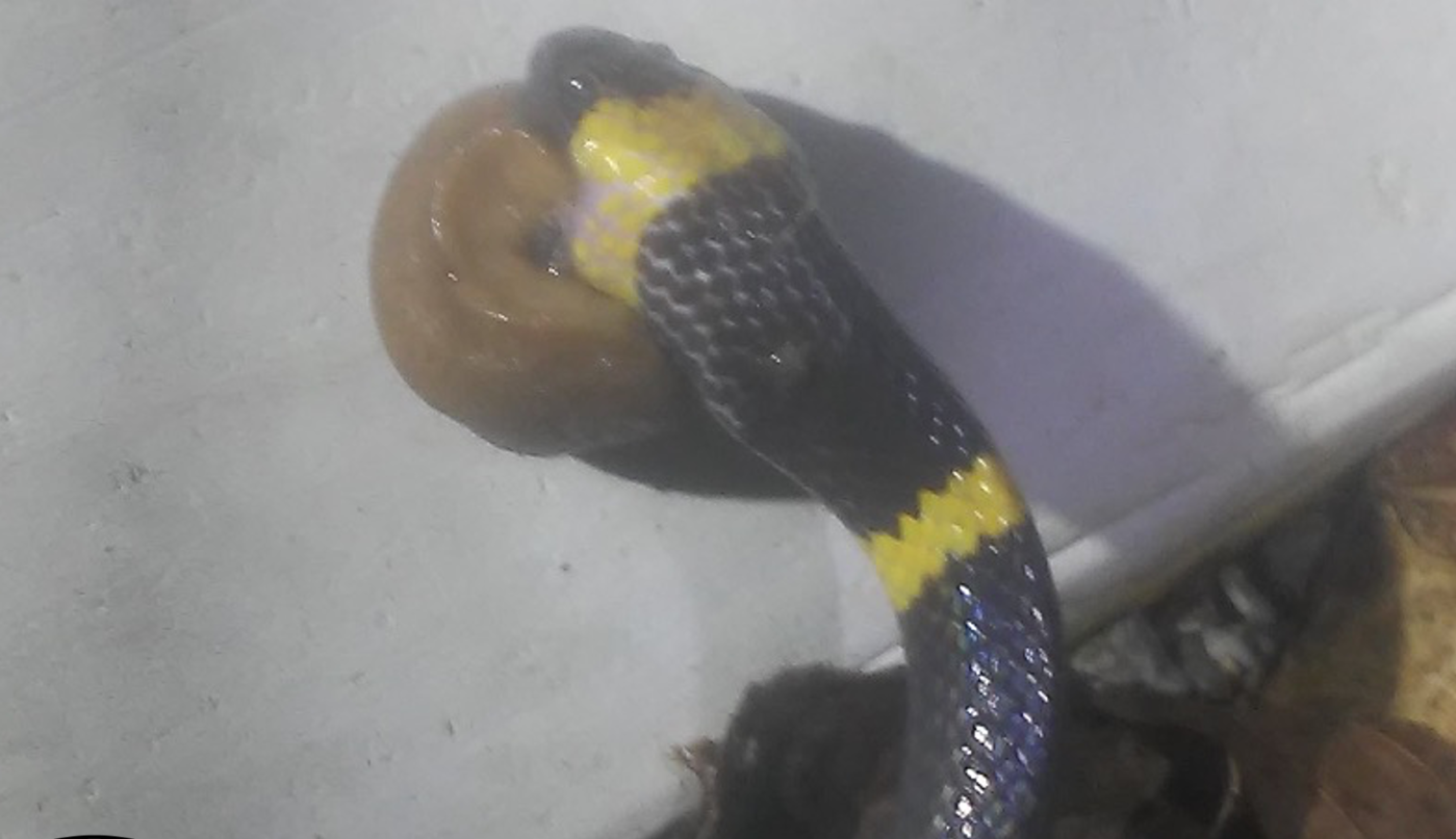 Slug-Eating Snake Seen Feasting on Invasive Carrier of Rat Lungworm