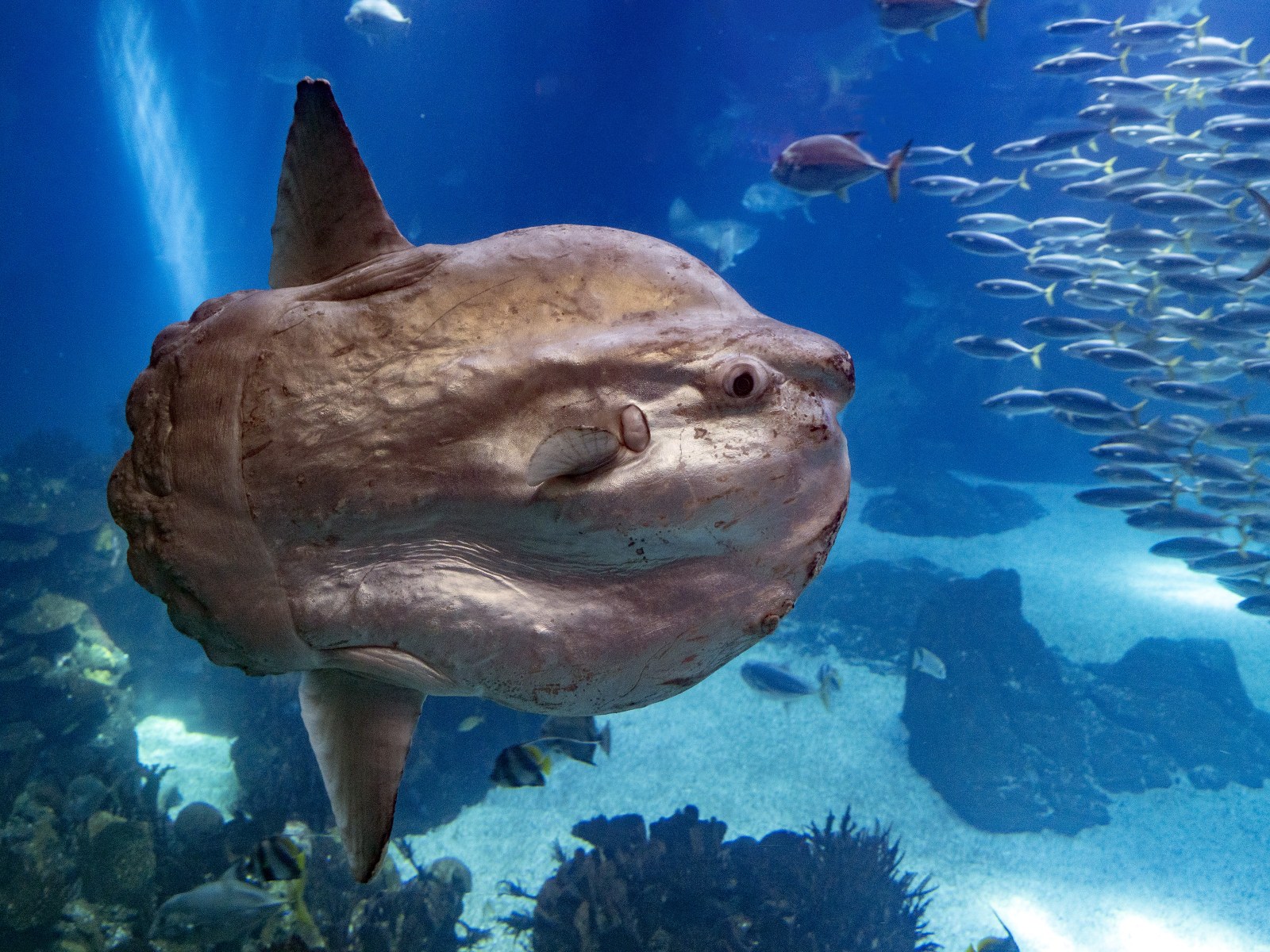 Sunfish Weighing 6,000lbs Is the World's Heaviest Ever Bony Fish