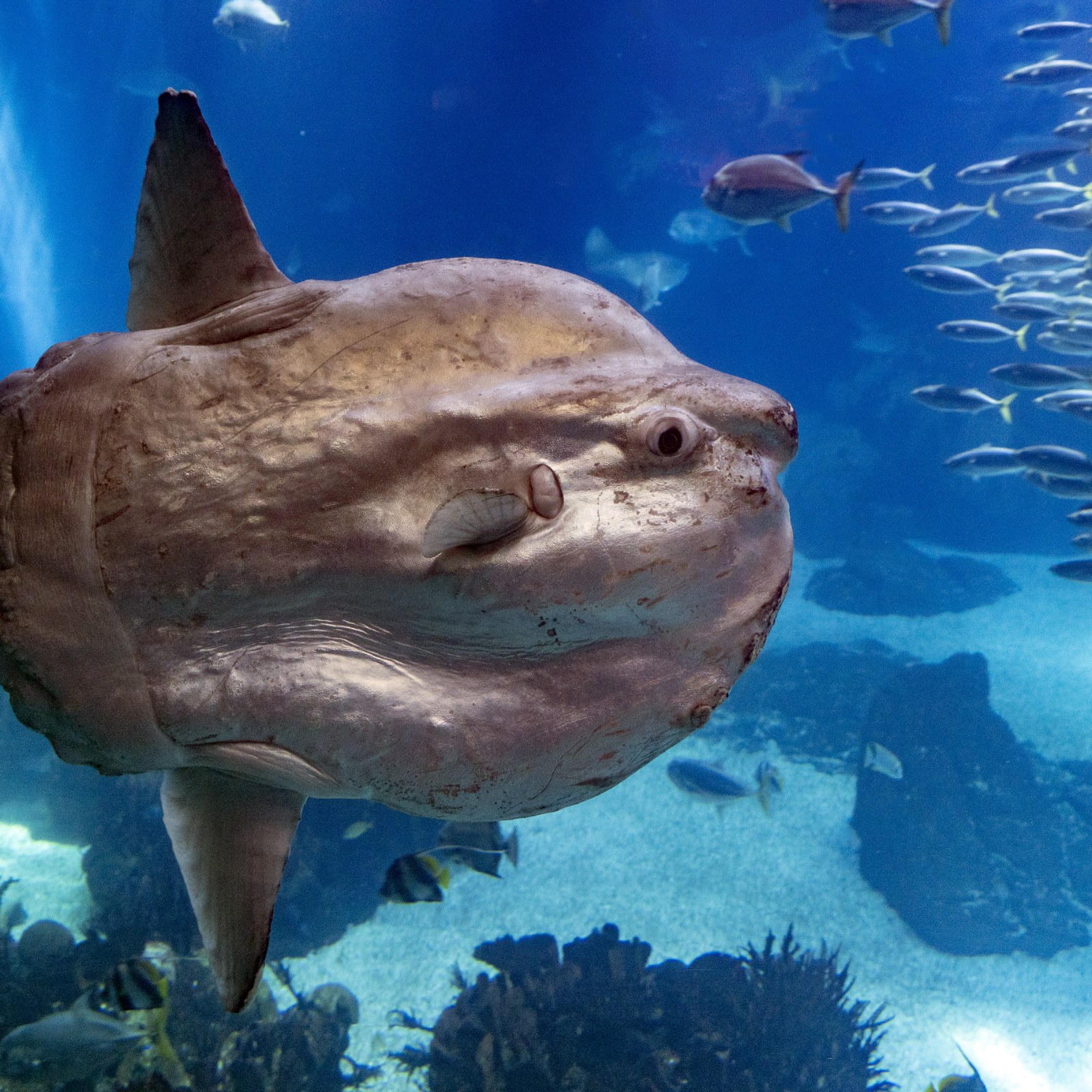 Sunfish Weighing 6,000lbs Is the World's Heaviest Ever Bony Fish