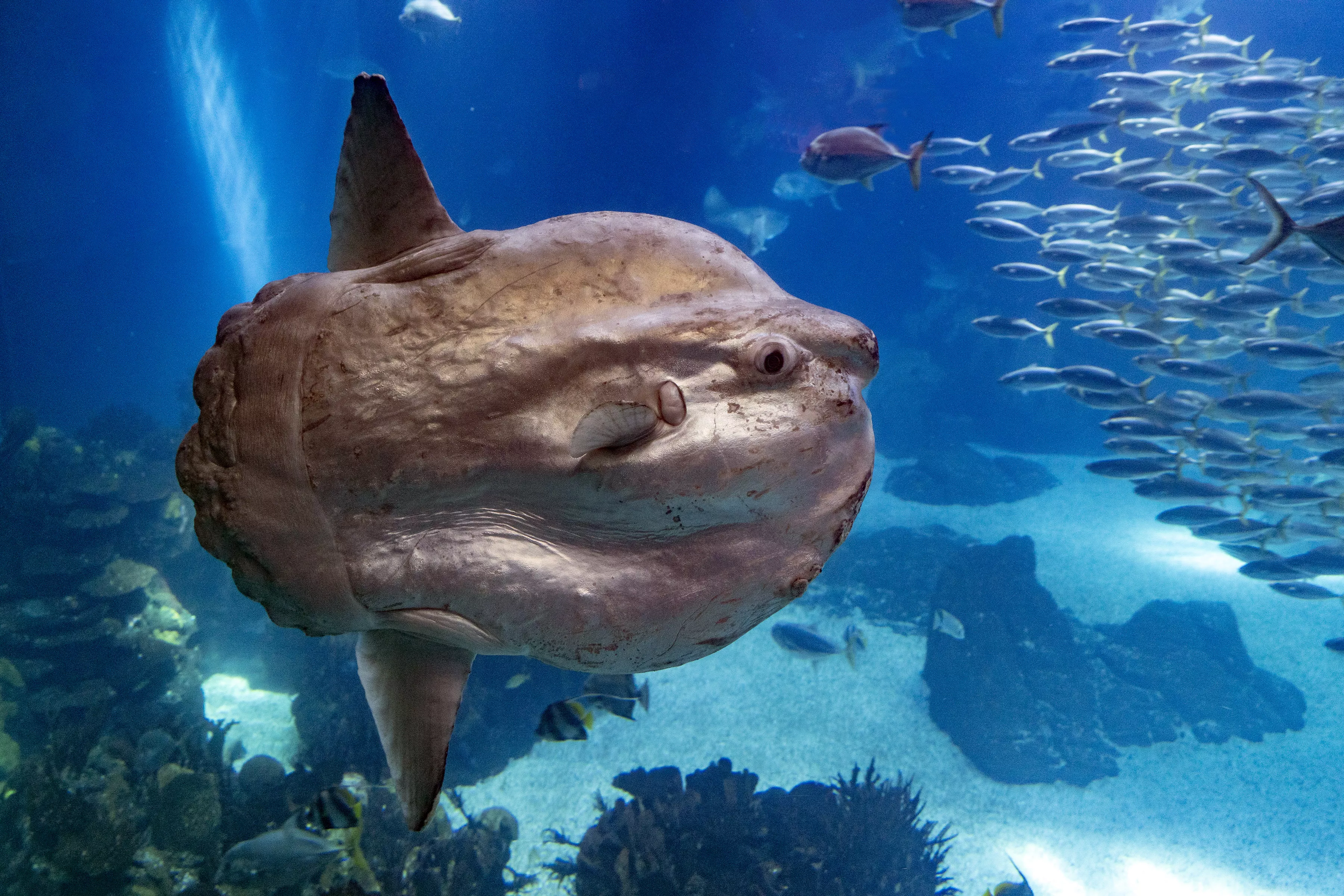 Sunfish Weighing 6,000lbs Is the World's Heaviest Ever Bony Fish - Vimarsana News