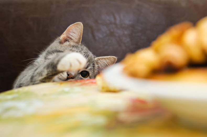 A cat stealing food from the table.