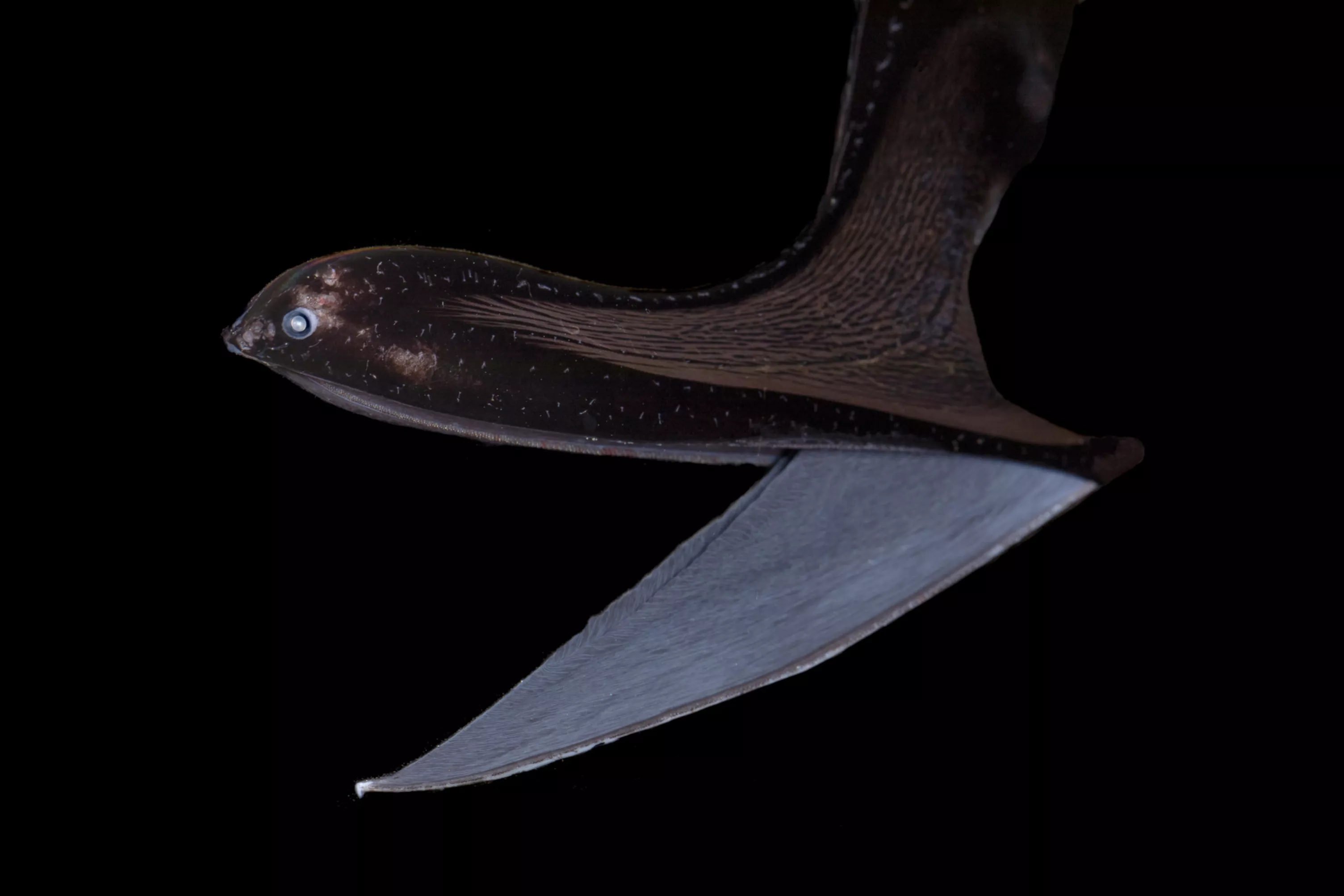 Bizarre Pelican Eel Can Eat Prey Larger Than Own Body Thanks to Giant Mouth - Vimarsana News