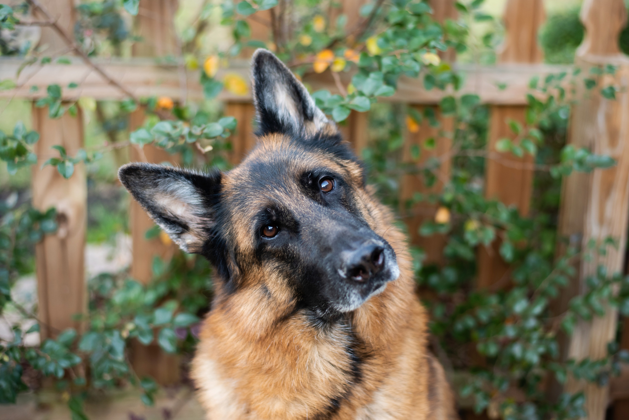 Dog's Before and After Weight Loss Photos Delight Internet: 'No Treats' - Newsweek