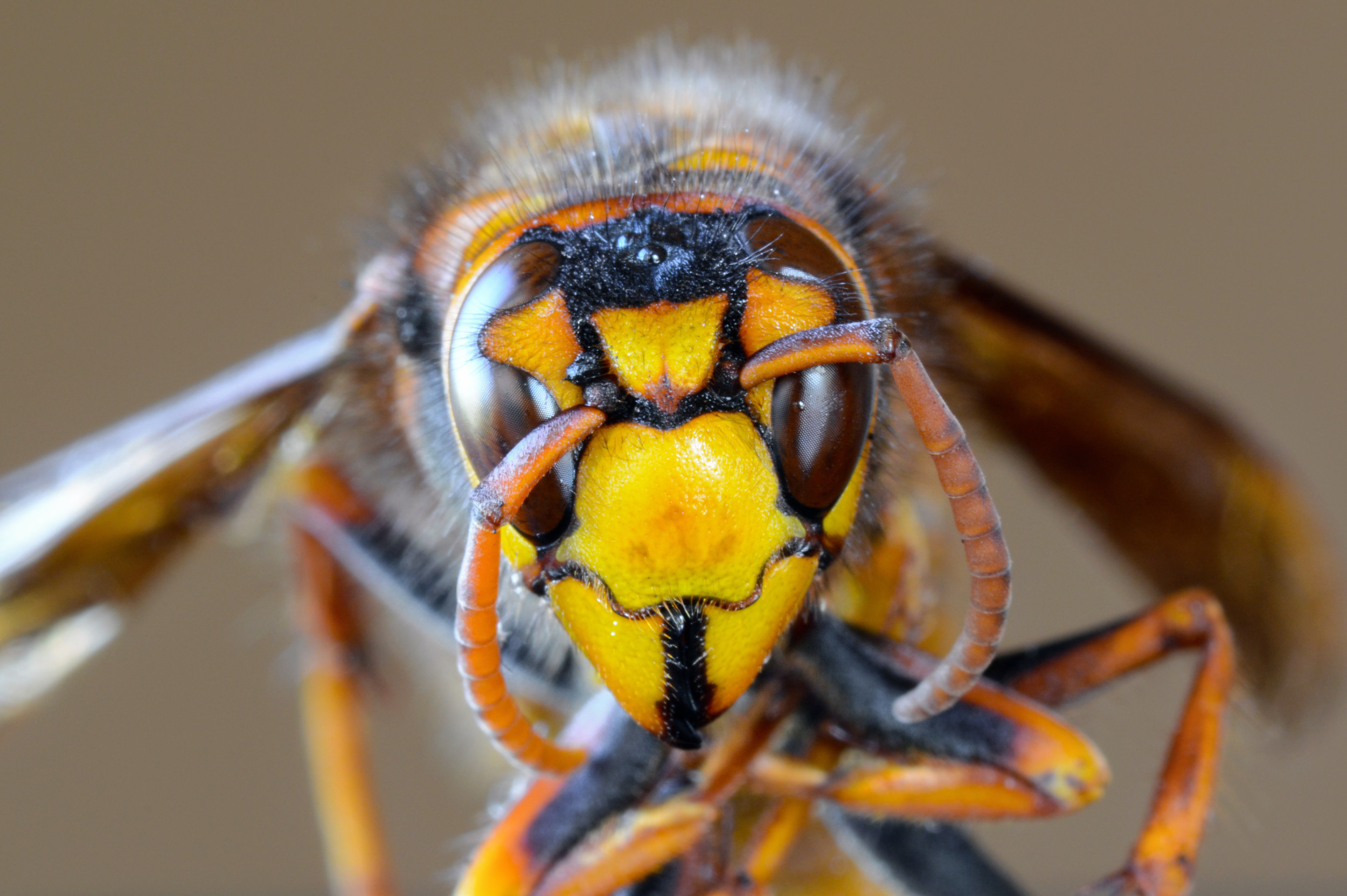 Giant wasps are emerging across Pennsylvania, but they're native