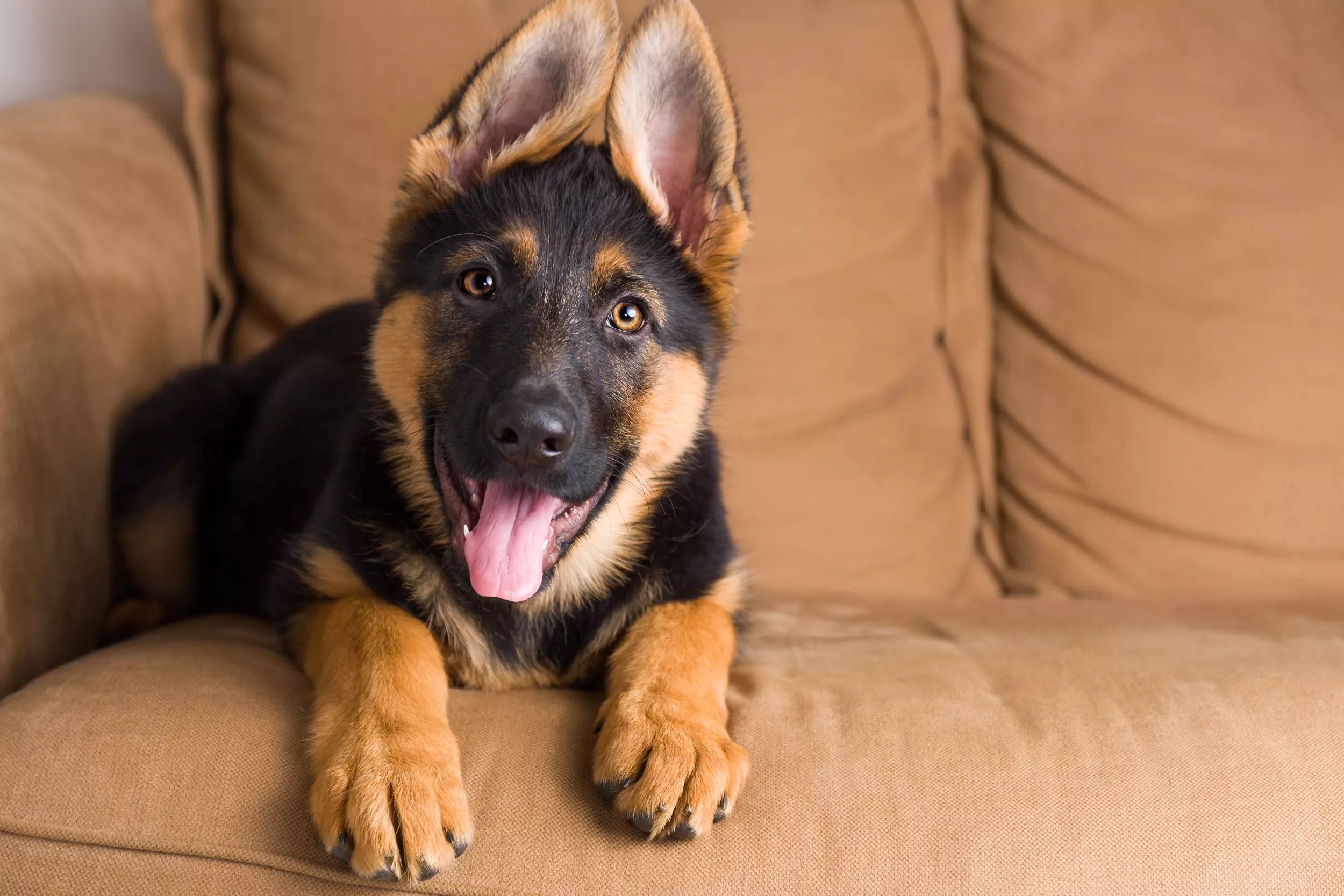 German Shepherd Using Dishwasher To Rest on Melts Hearts: 'Clean Puppy' - Vimarsana News