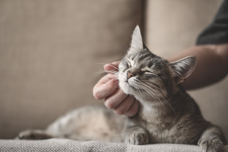 A cat enjoying cuddles from owner
