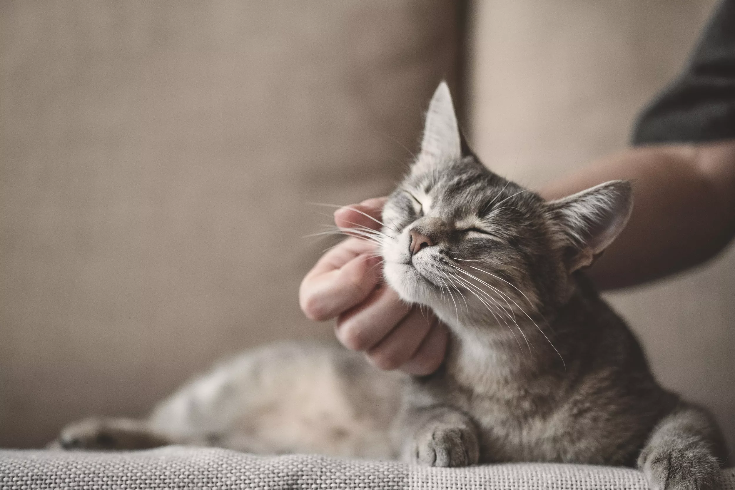 How to Tell Your If Cat Loves You or Not - Vimarsana News