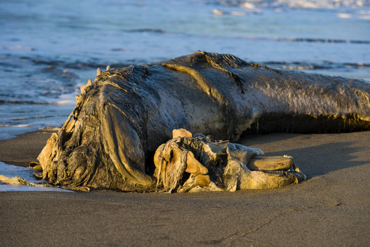 dead whale on beach