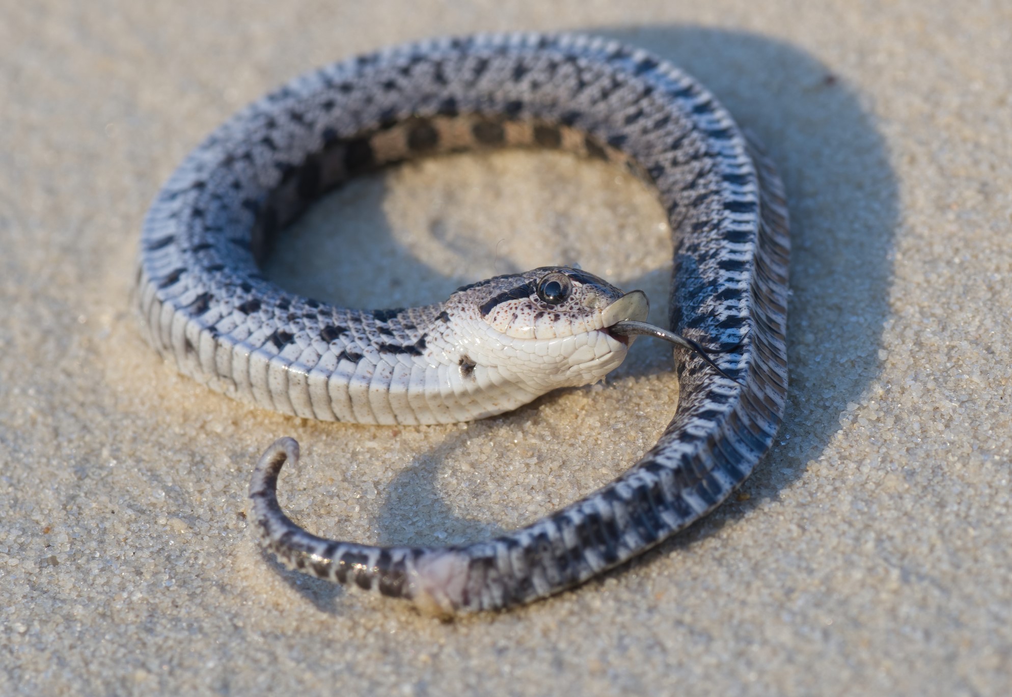 Southern hognose snake, Hognose snakes will play dead as a …