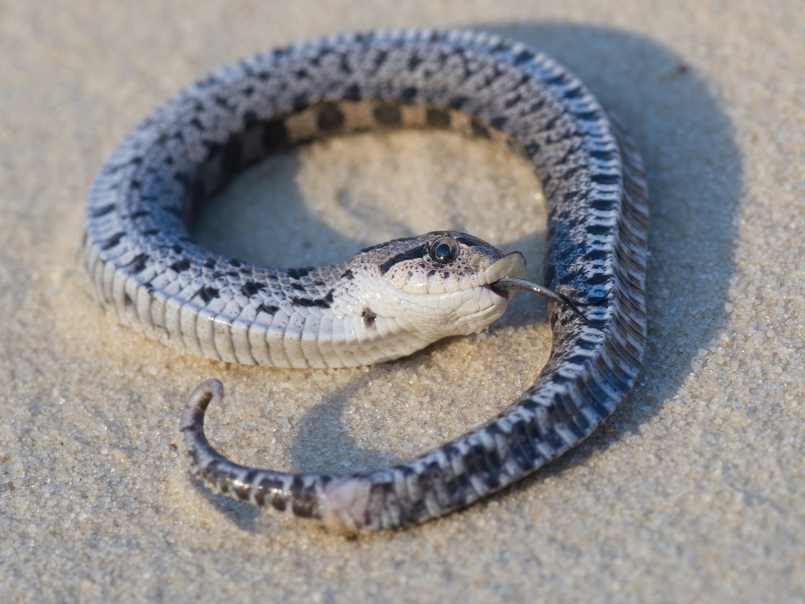 North Carolina Zoo on X: A snake playing possum? Eastern hognose snakes  play dead as a defense mechanism called thanatosis. Hognoses write around  before opening their mouth & letting their tongue hang