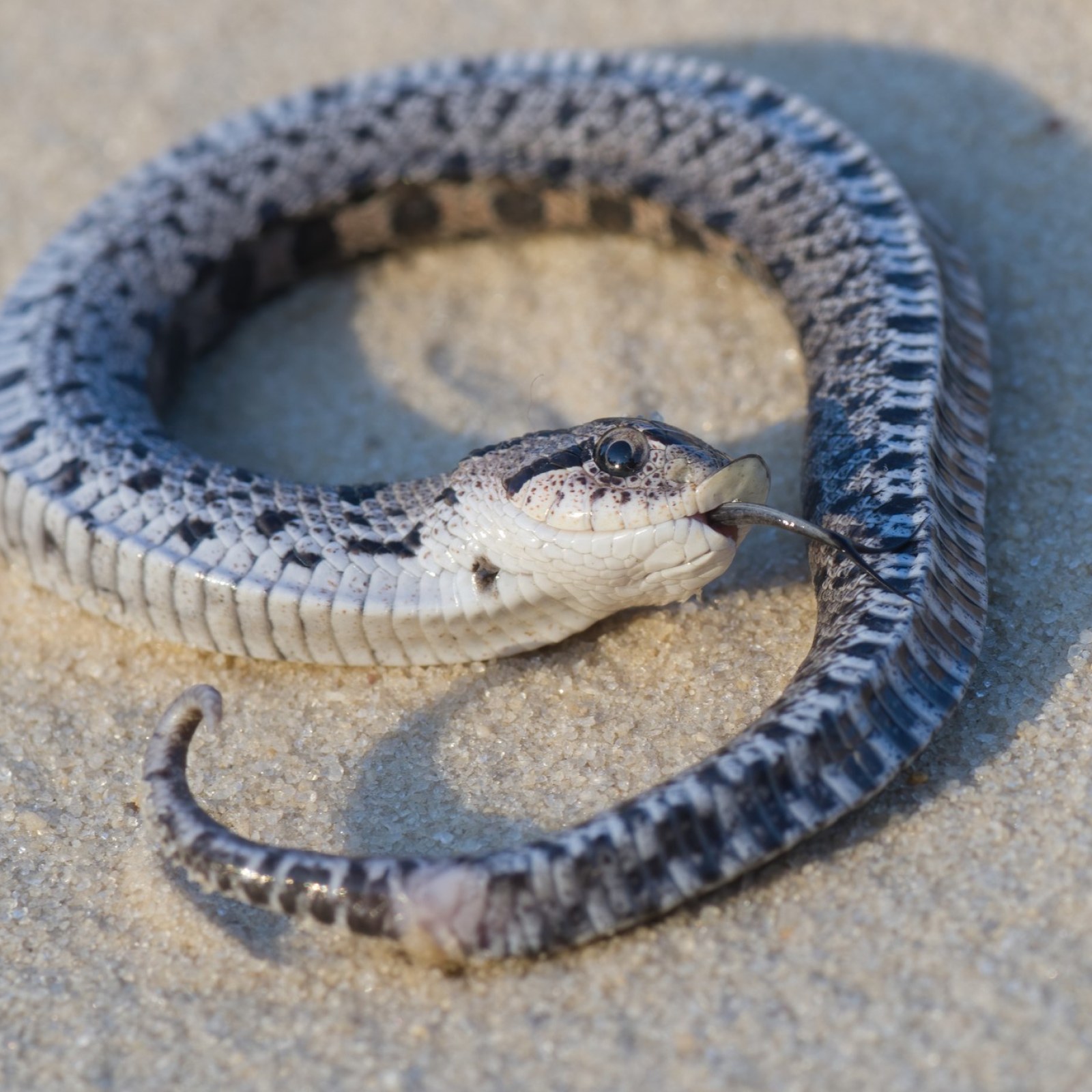 Baby hognose snake plays dead so well, baby