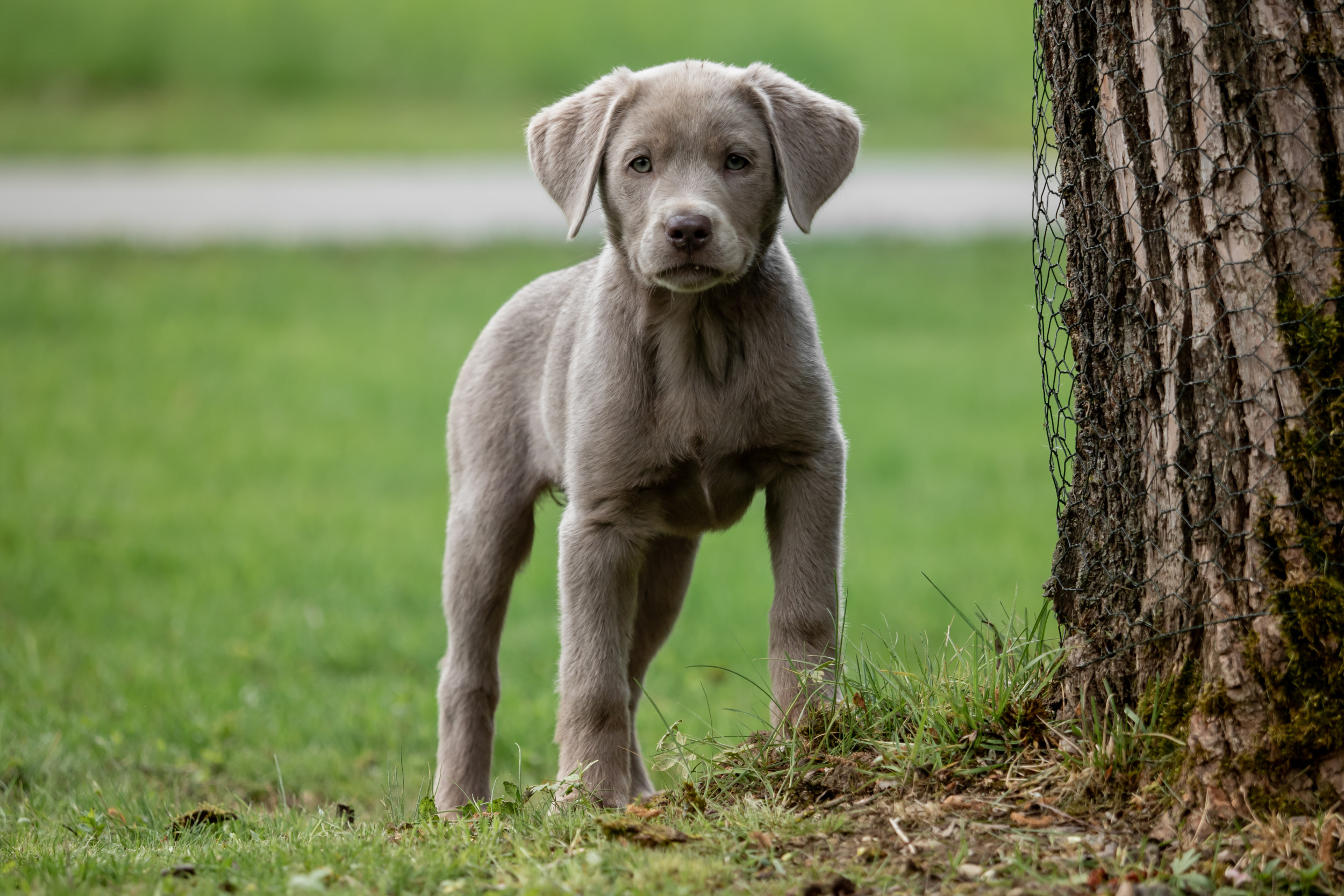 Silver lab and sales weimaraner