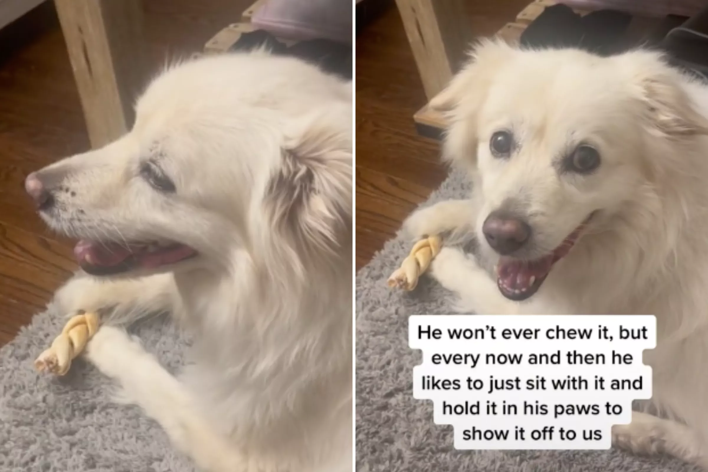 Precious Moment Senior Dog Still Clings to 'Safety' Toy Years After Rescue - Vimarsana News