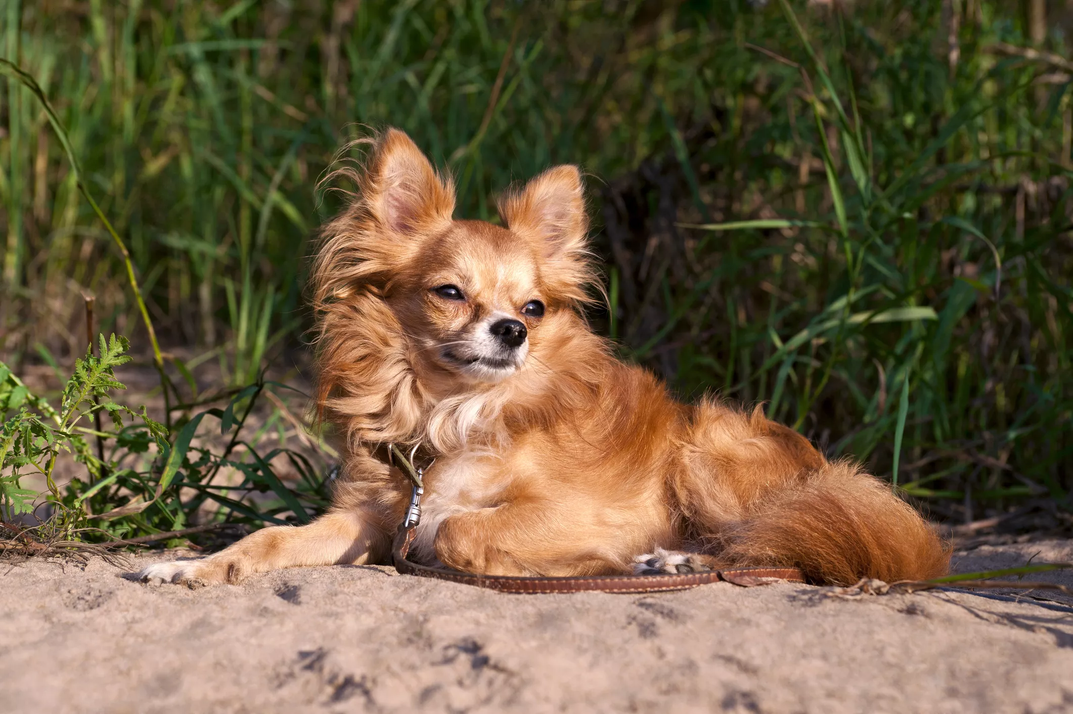 Joy as Dog, Aged 18, Who Struggles To Walk Gets Beach Trip in Baby Carrier - Vimarsana News