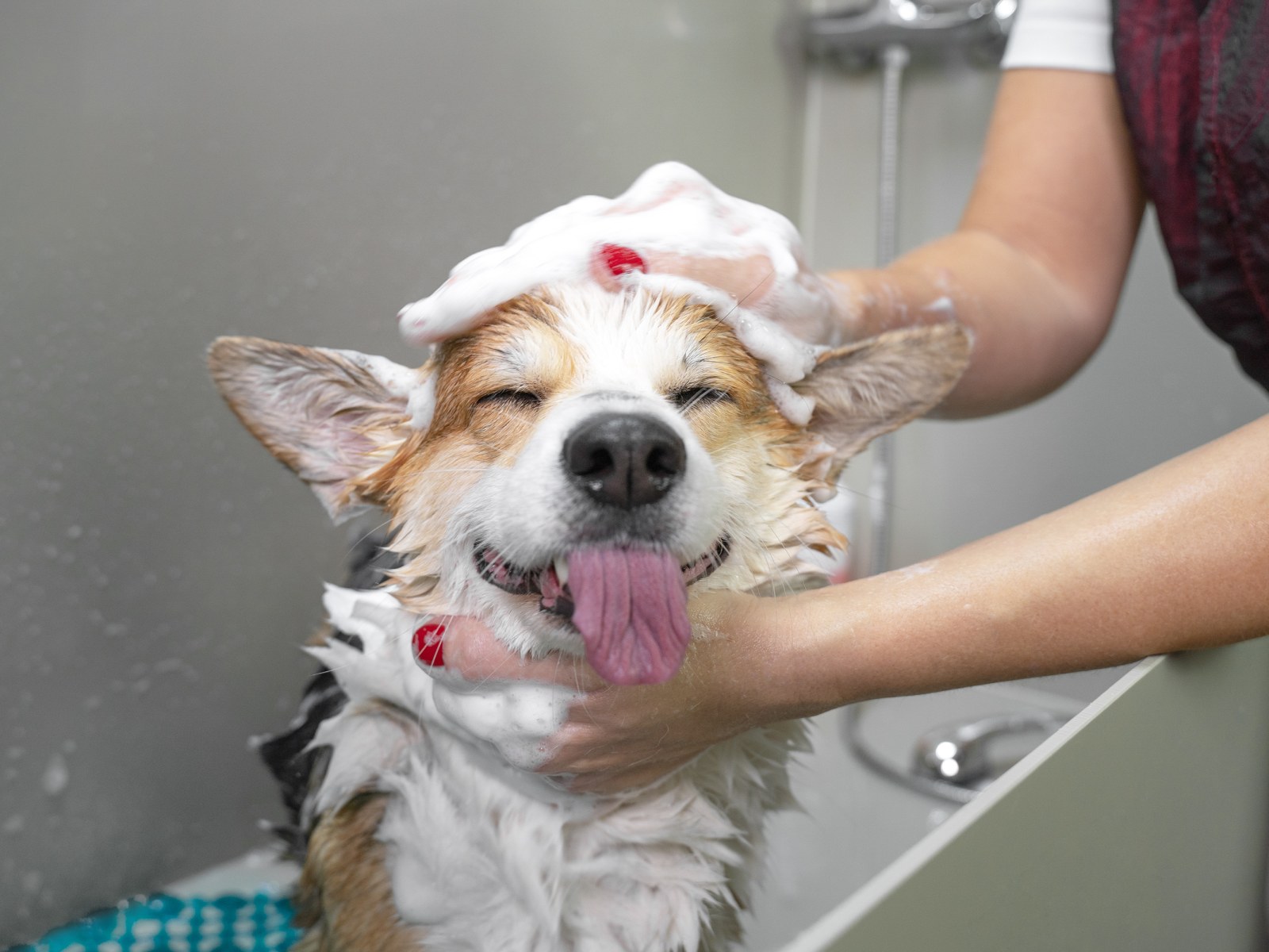 Why You Should Never Wash Your Dog More Than Once A Month