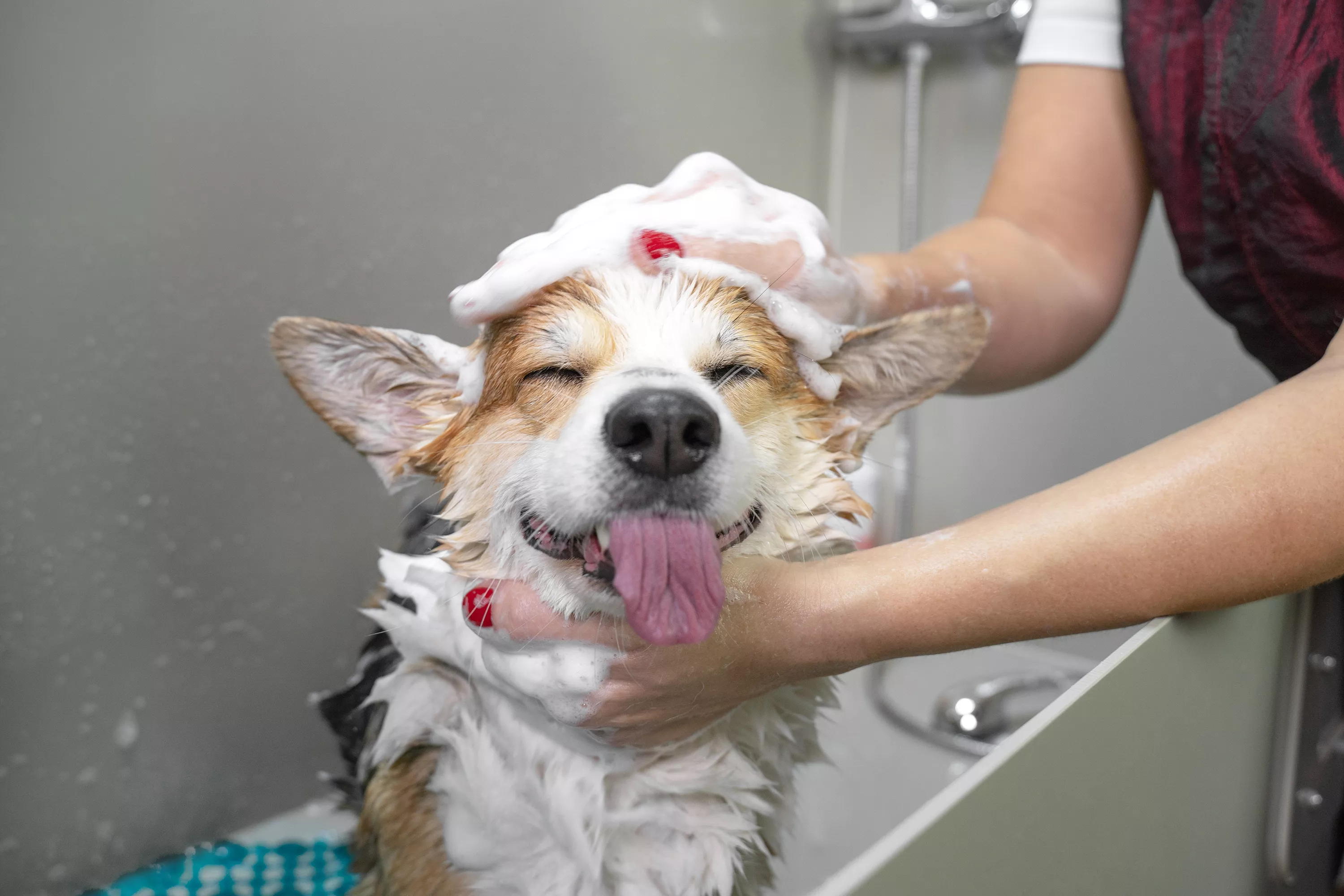 How Often Can You Wash Dog With Flea Shampoo