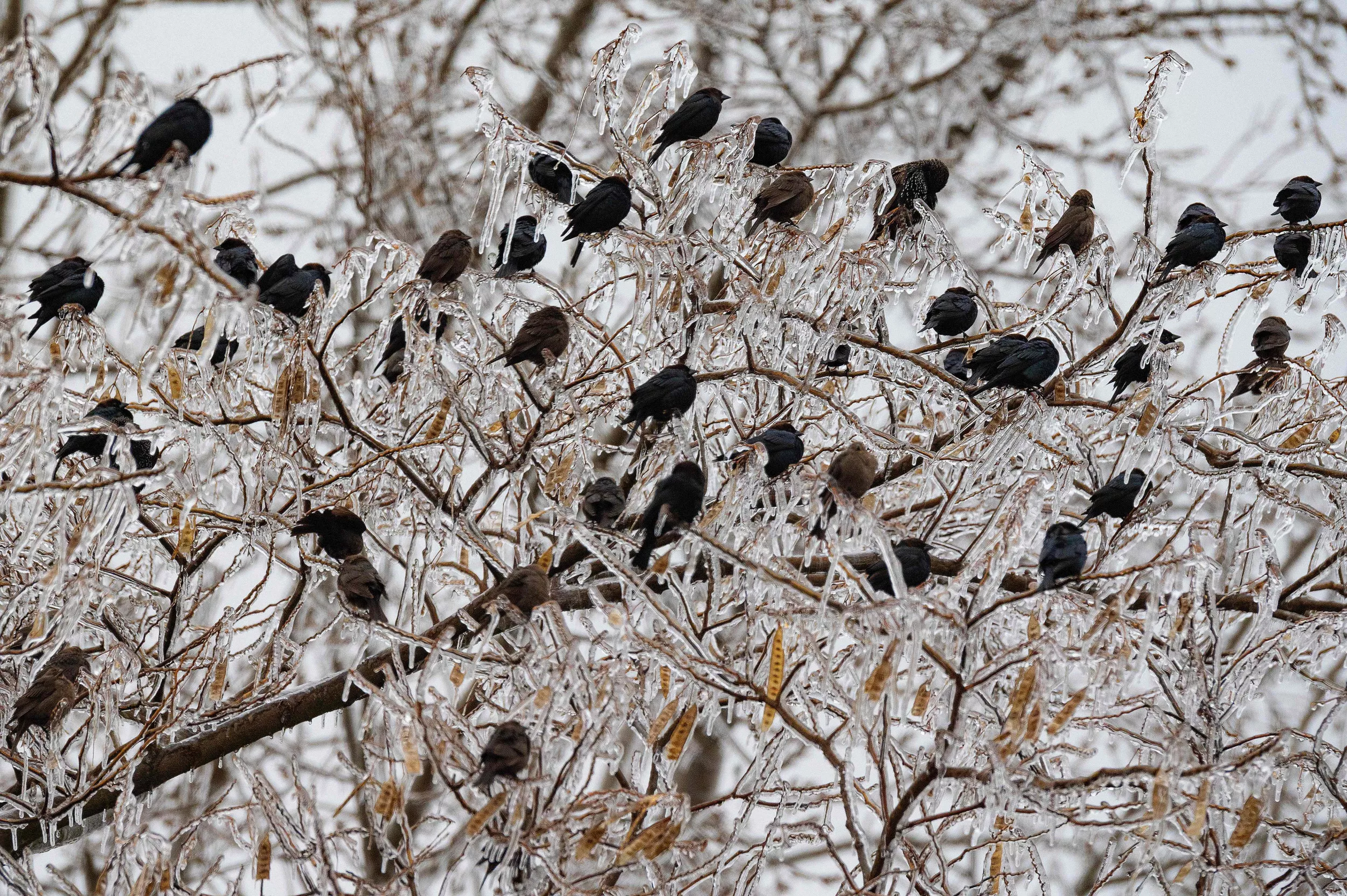 Record-Breaking Cold Weather Forces Freeze Warning For 46 Million Americans - Vimarsana News