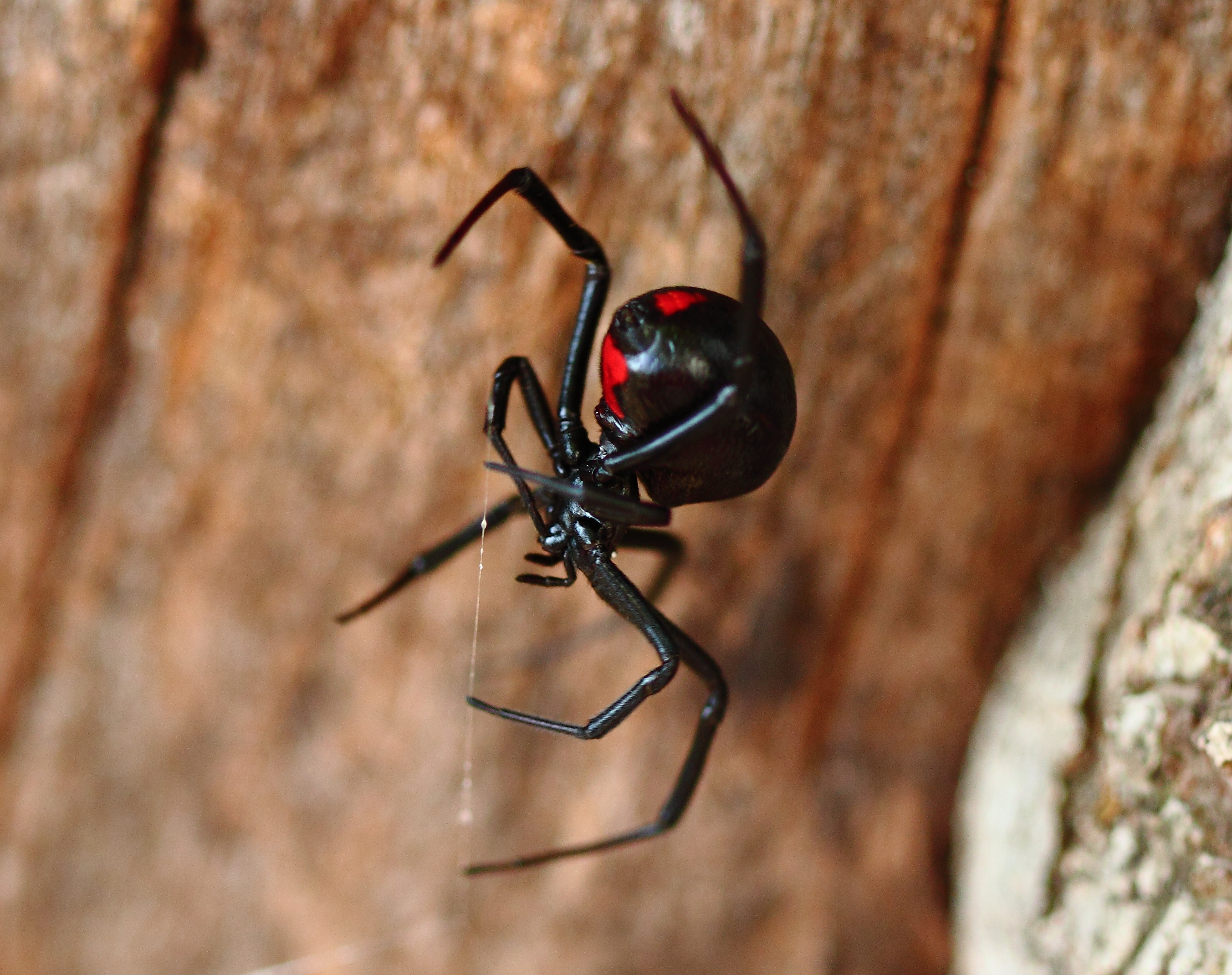 Black Widow Spiders Are Being Killed Off by Non-Native Brown