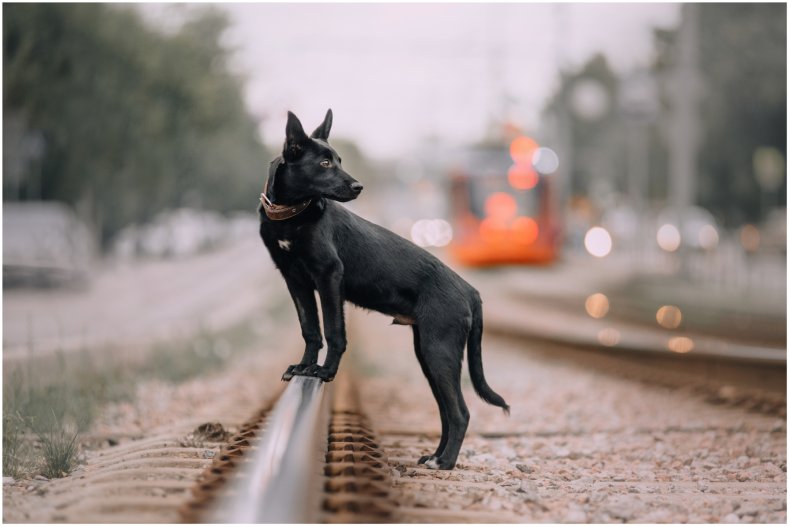 Stock image of a dog on tracks