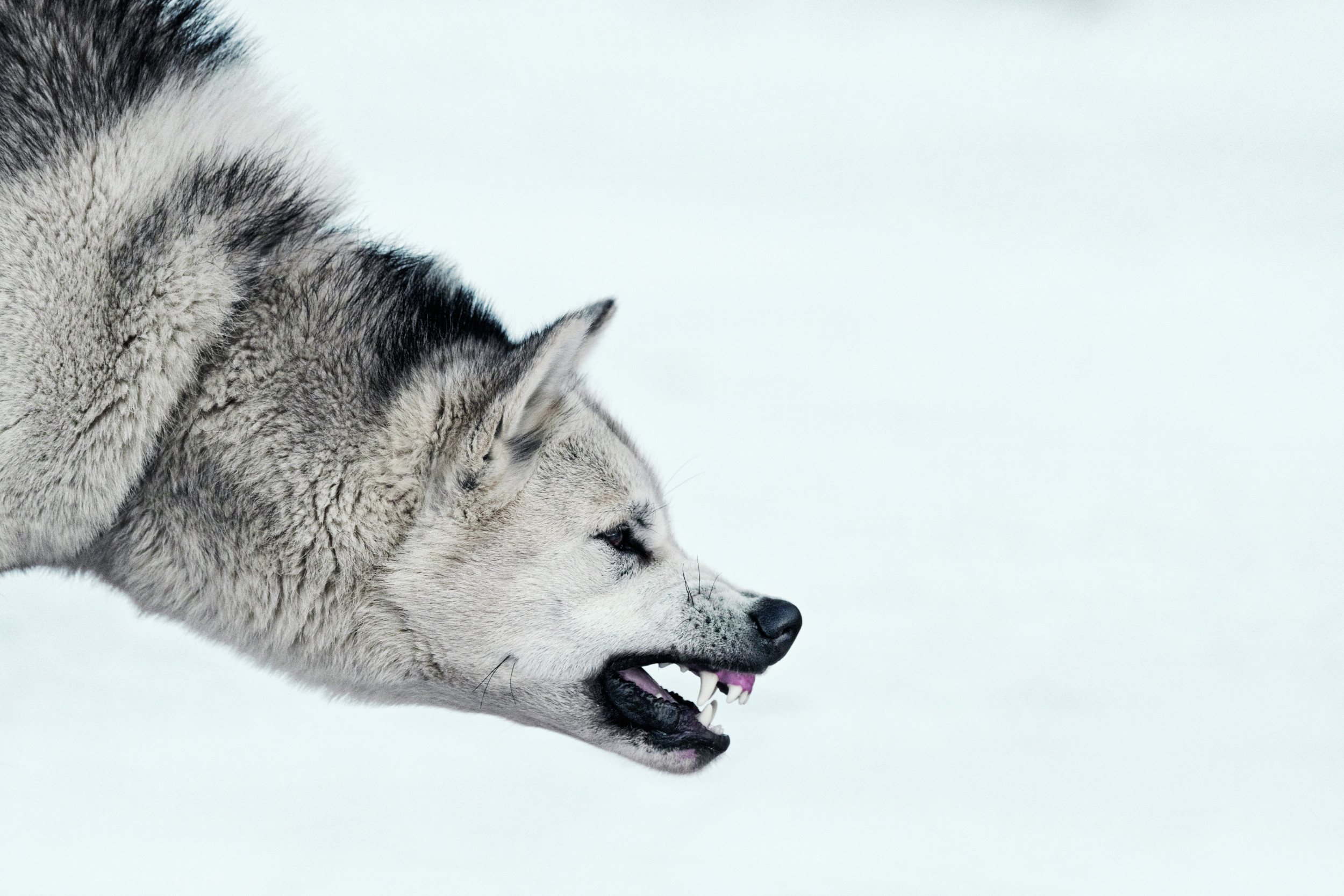 Greenlandic dogs sale