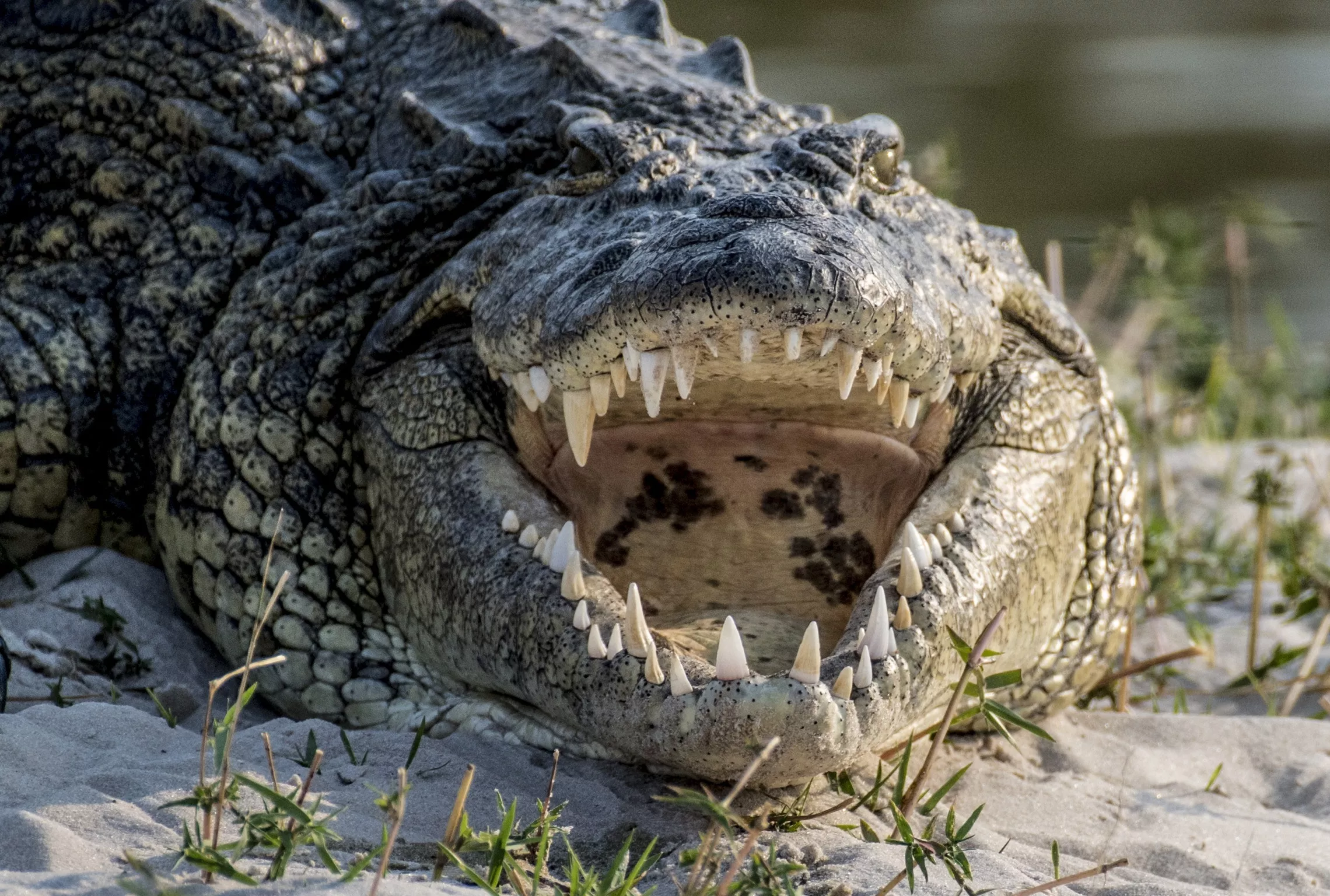 Man Fights Crocodile With Knife As It Held His Friend's Head in Its Jaws - Vimarsana News