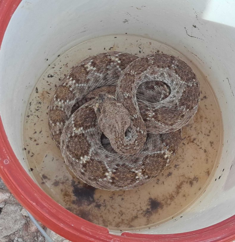 emaciated rattlesnake in bucket