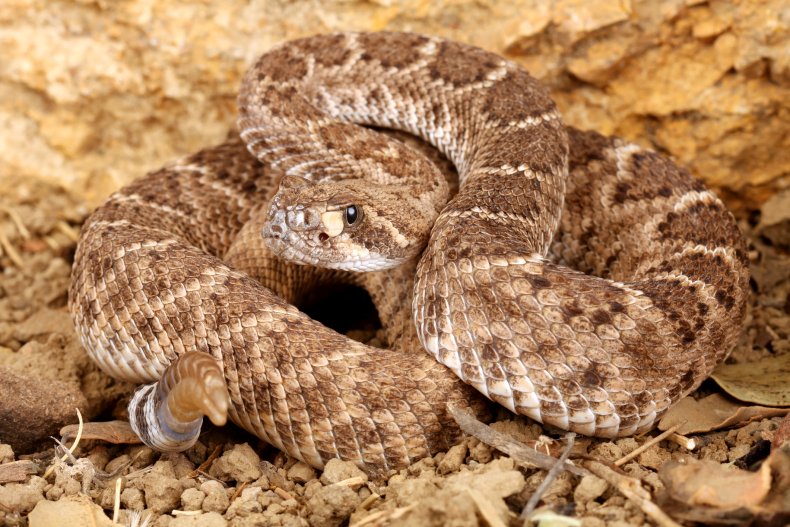 Western diamondback rattlesnake