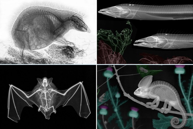 Röntgenbilder von Tieren und Pflanzen. 