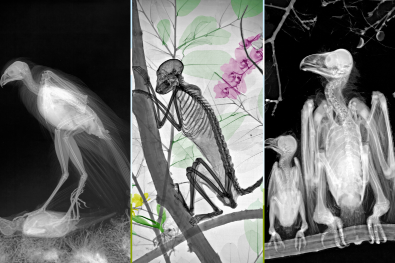 Röntgenbilder von Tieren und Pflanzen.