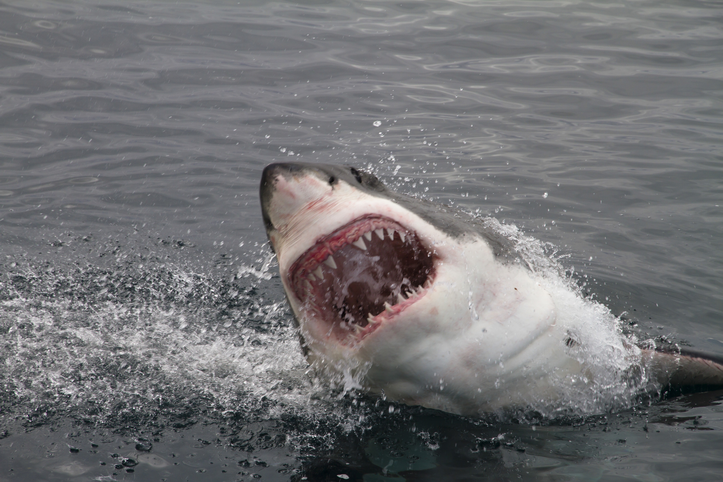 Ironbound the 1,000lb Great White Shark Tracked Just Off Cape Cod