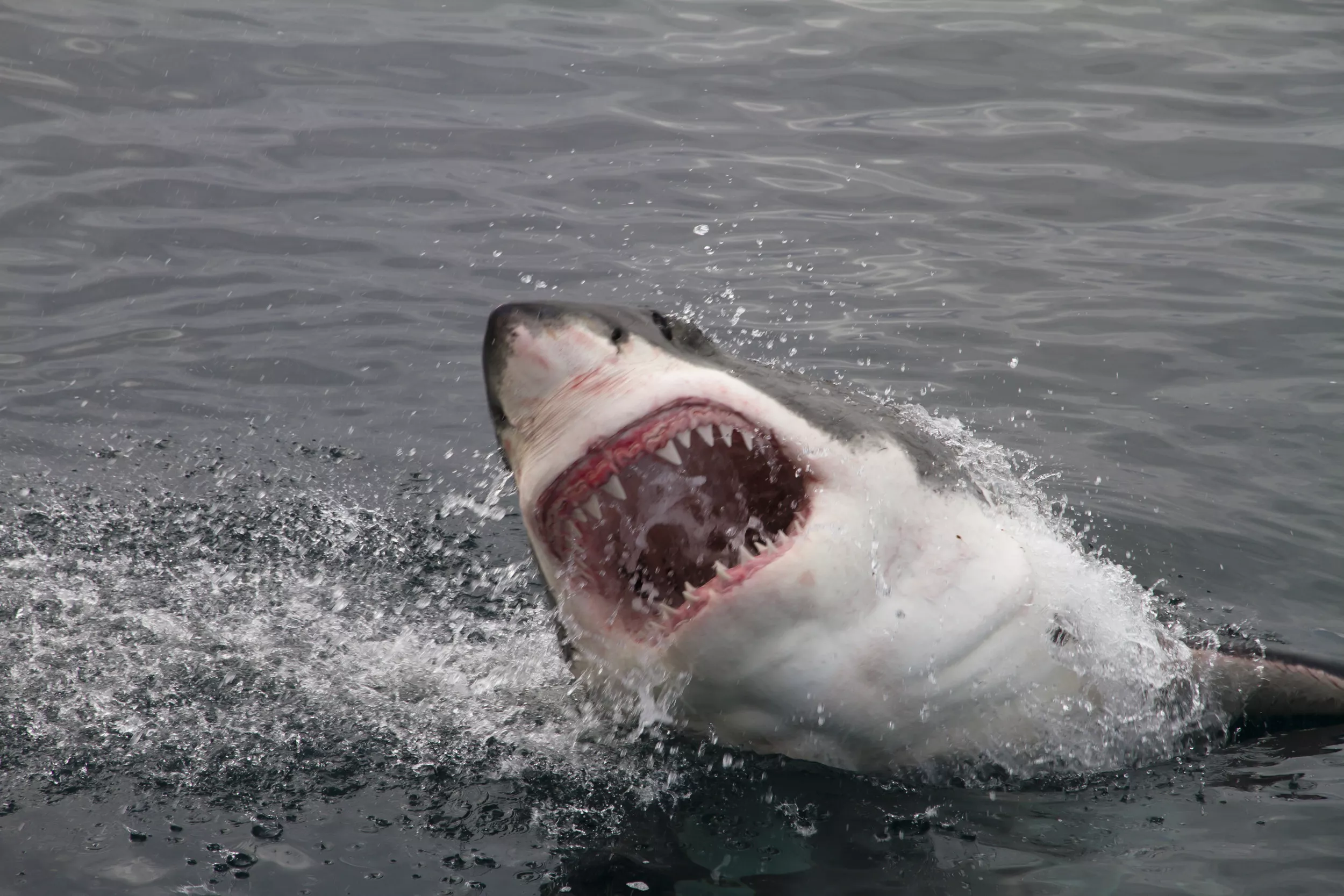 Ironbound the 1,000lb Great White Shark Tracked Just Off Cape Cod - Vimarsana News